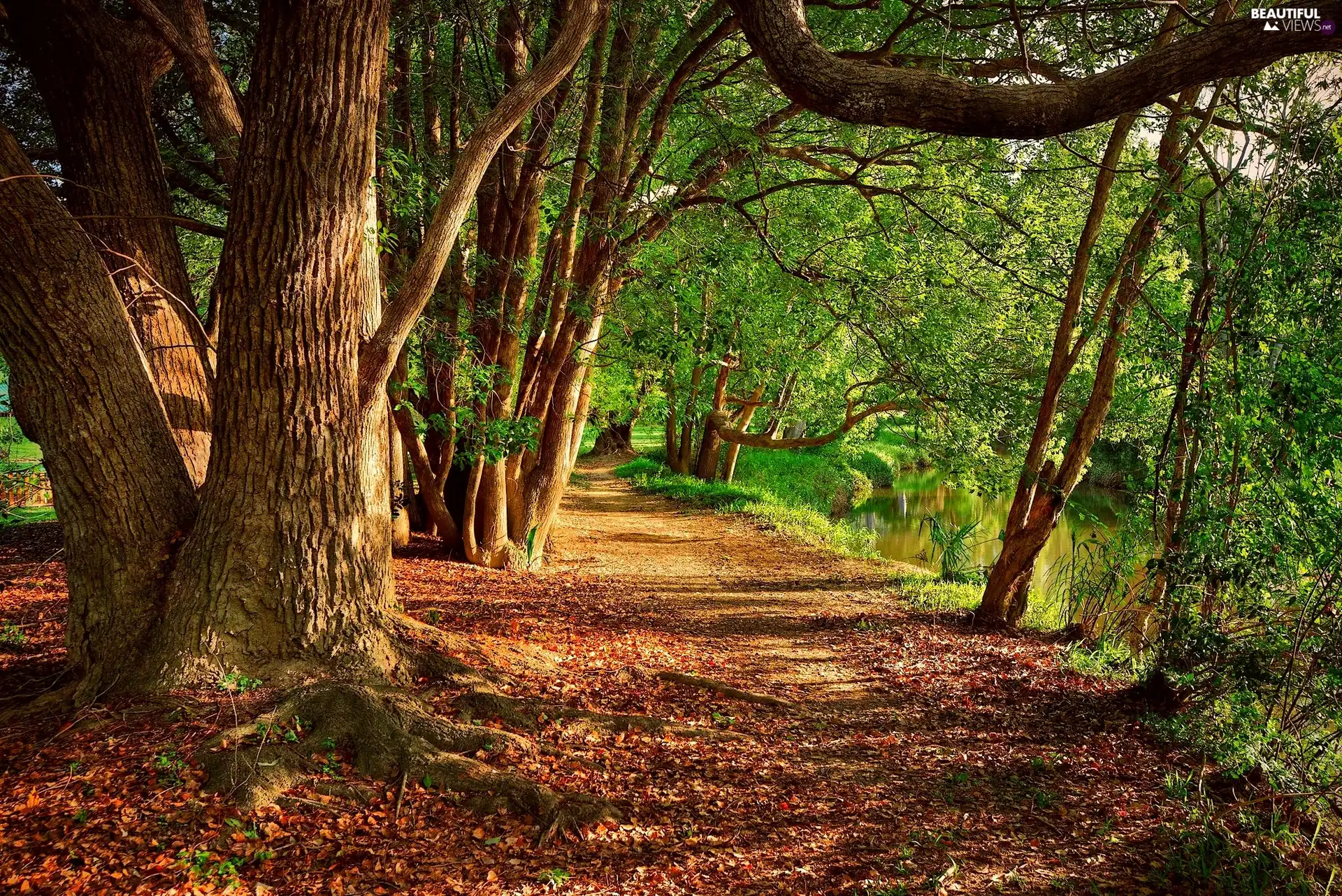 Way, viewes, brook, trees