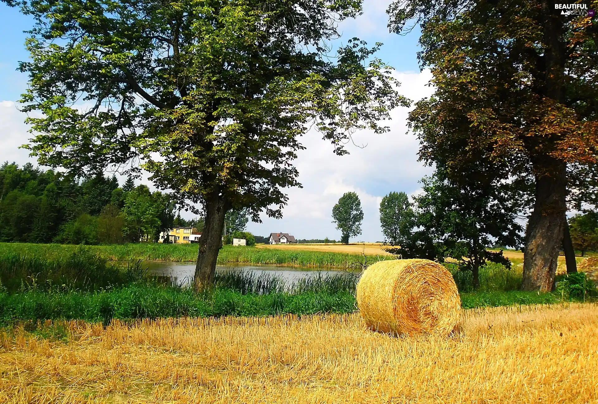 bunch, summer, Field