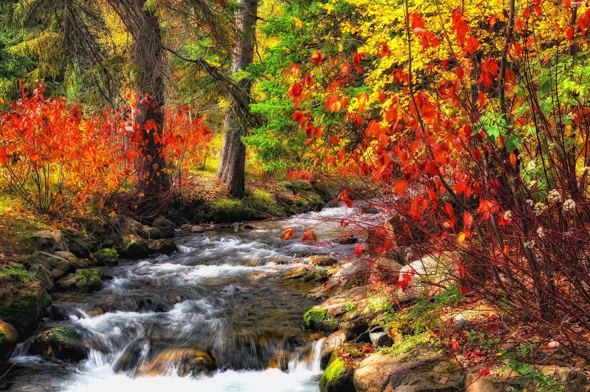 trees, forest, Bush, autumn, viewes, River