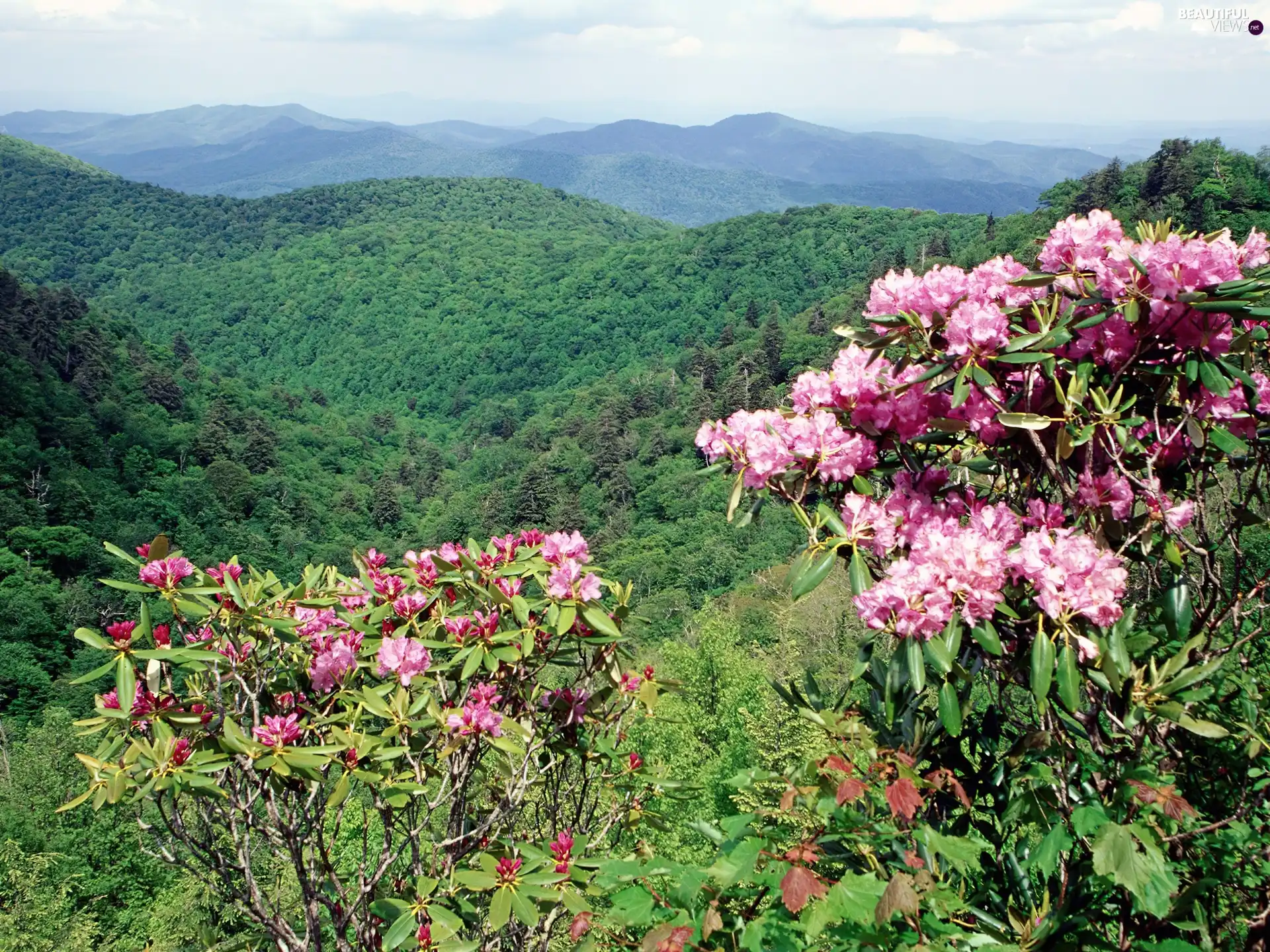 forested, flourishing, rhododendron, Mountains