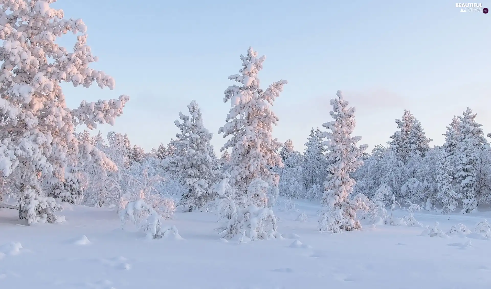 Spruces, winter, viewes, Bush, trees, Snowy