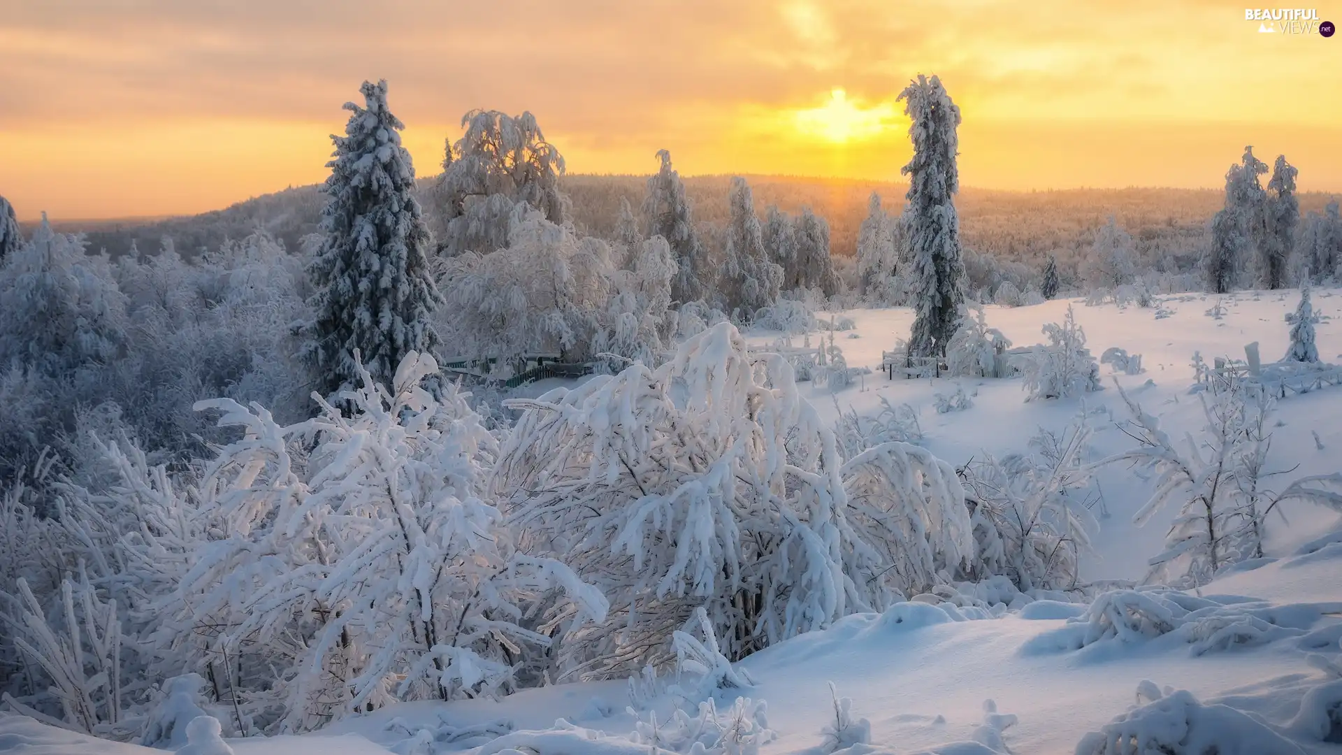 trees, winter, Snowy, Bush, viewes, Sunrise