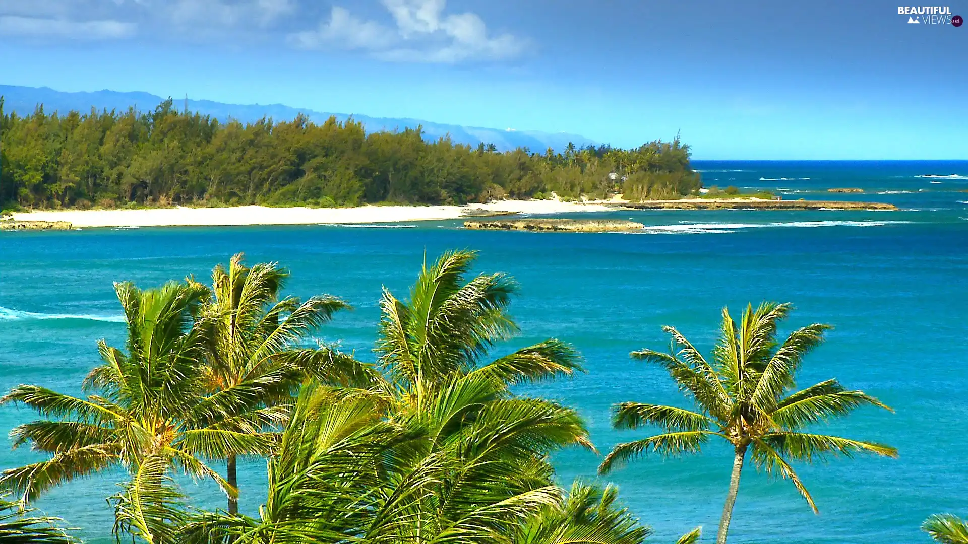 Bushes, water, Palms