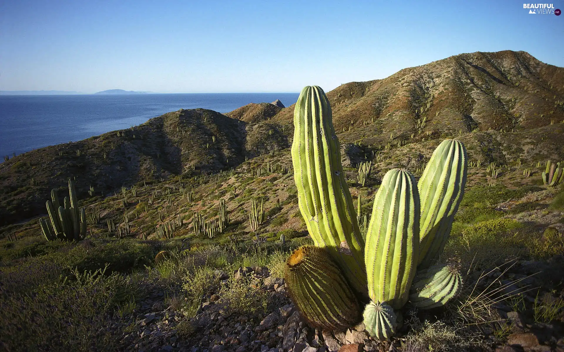 Cactus, Mountains, sea