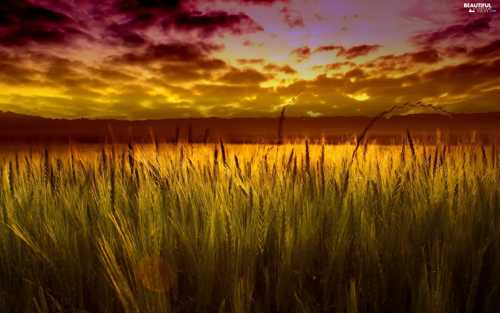 west, Ears, cereals, sun