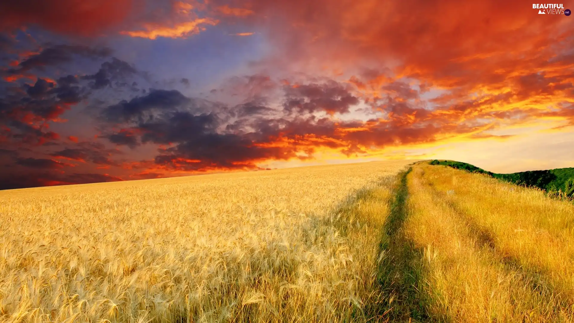 west, field, cereals, sun