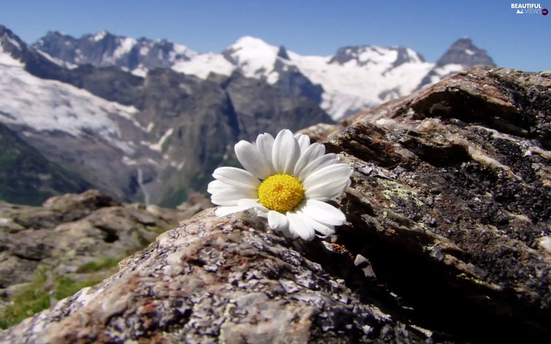 Mountains, Daisy