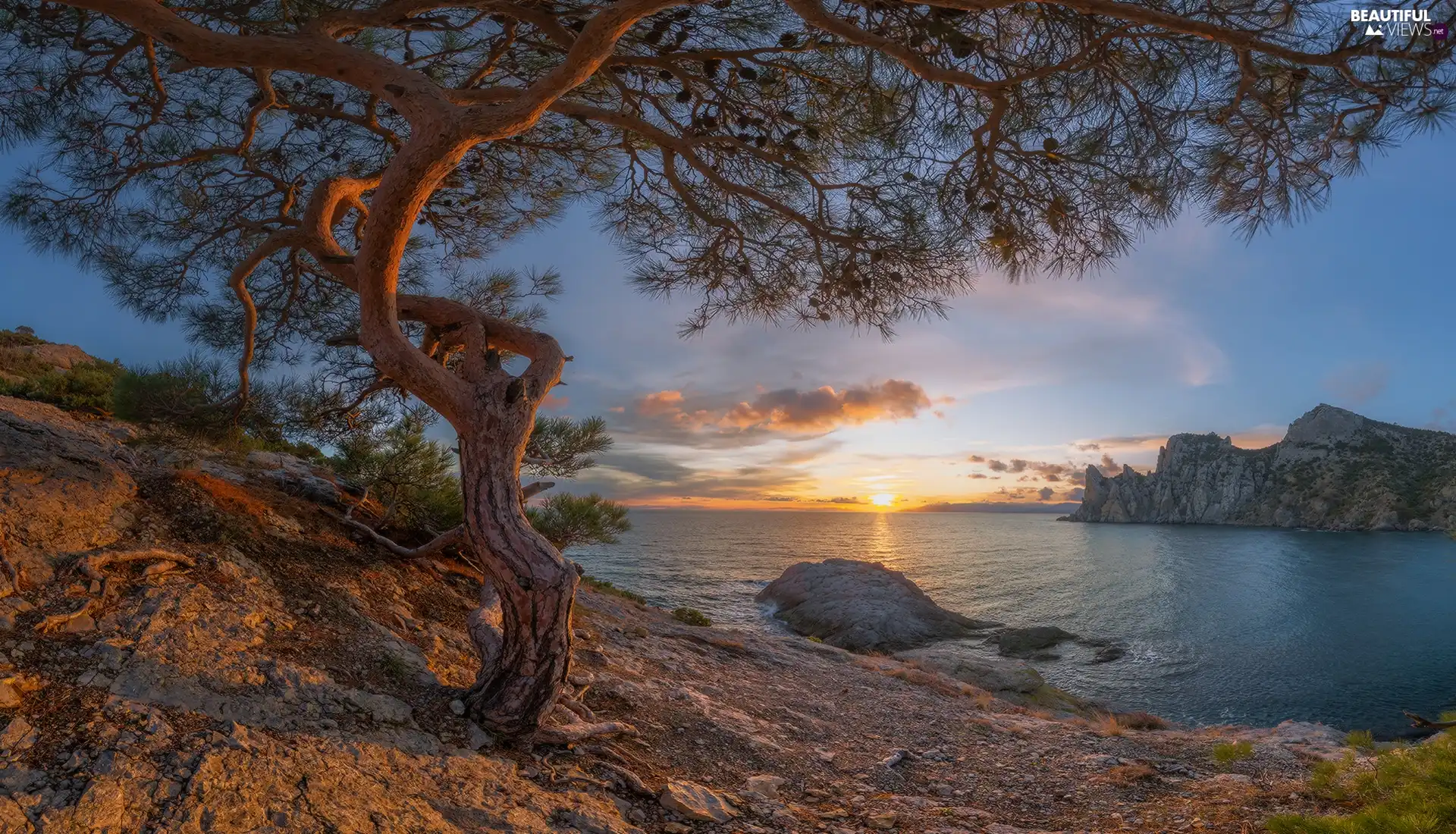 clouds, Coast, Crimea, rocks, pine, Sunrise, Black Sea, trees