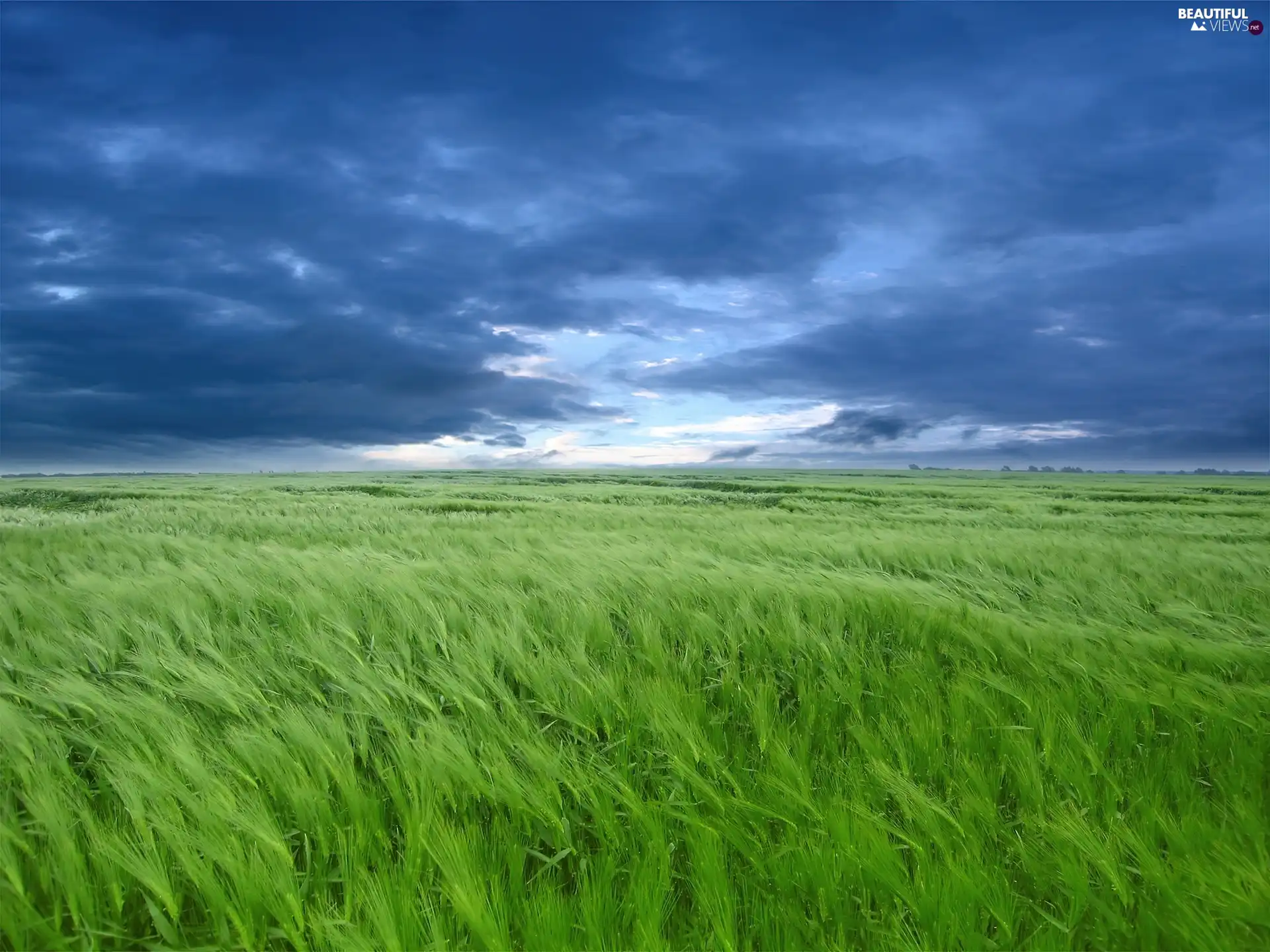 clouds, corn, Field