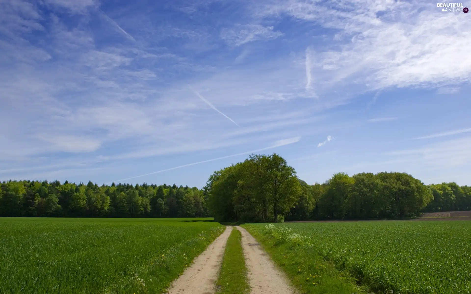 Field, forest, clouds, Way