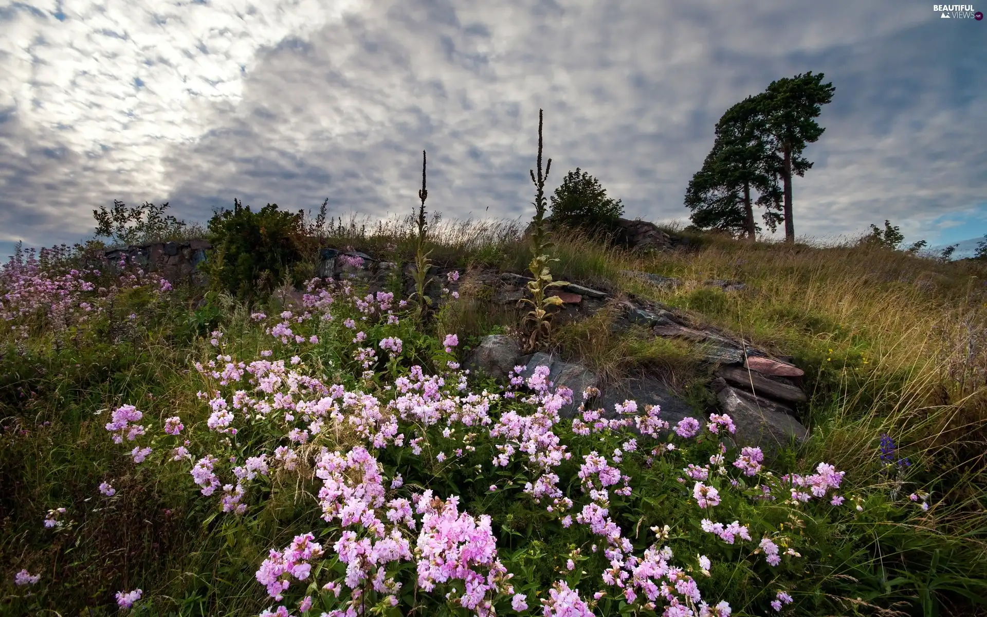 clouds, mountains, Flowers