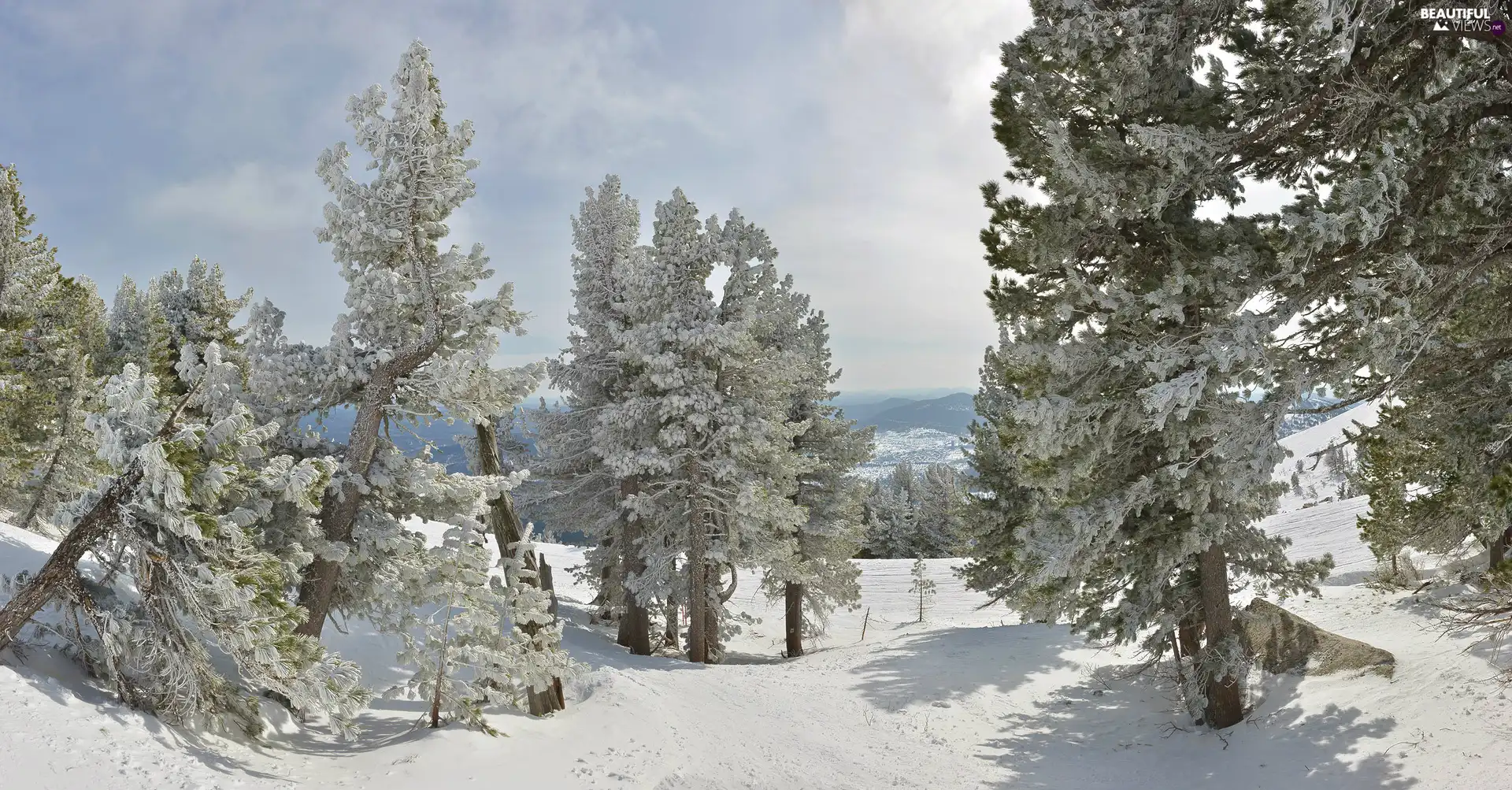 viewes, clouds, frosty, trees, winter