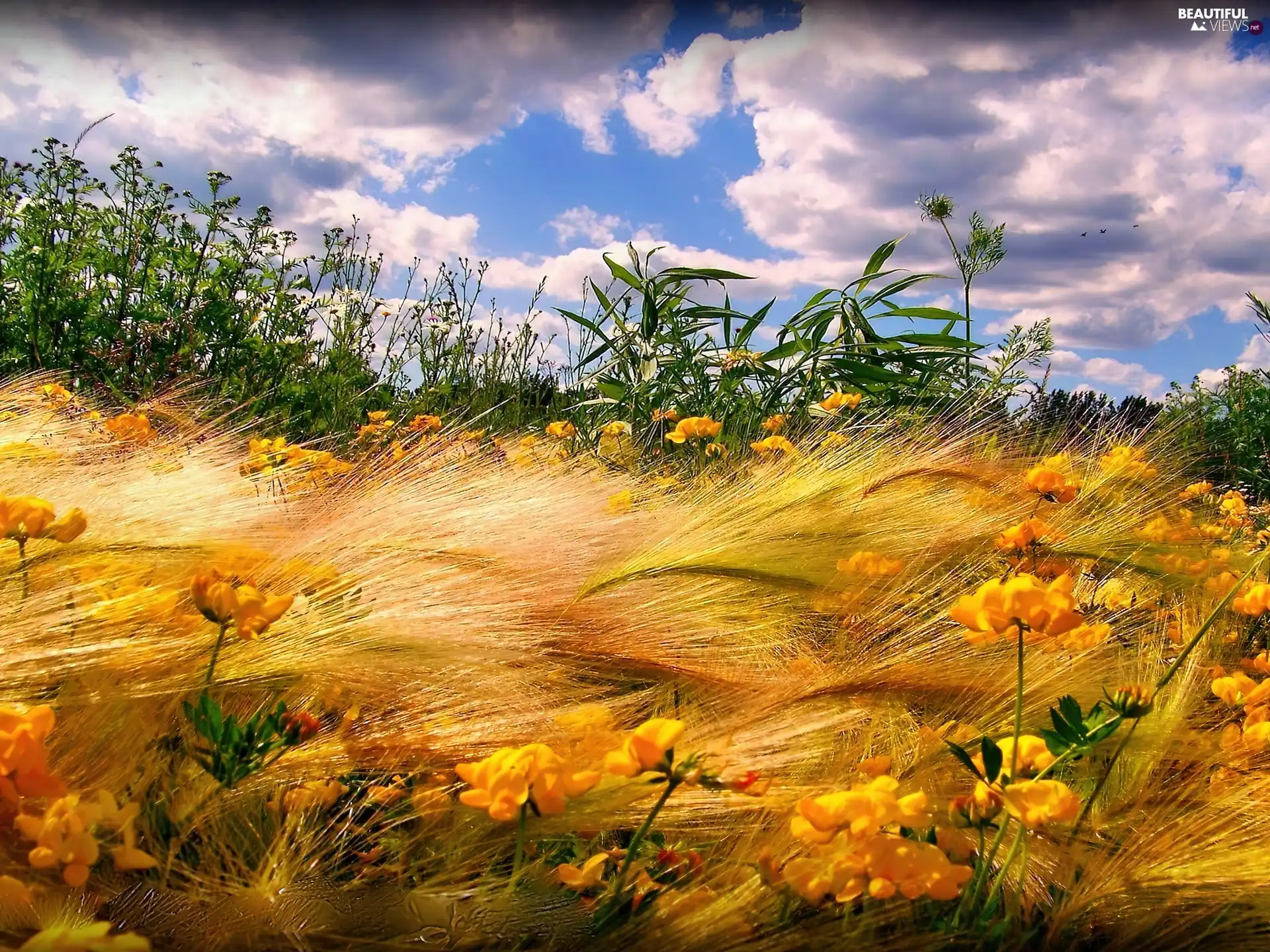 clouds, Flowers, grass