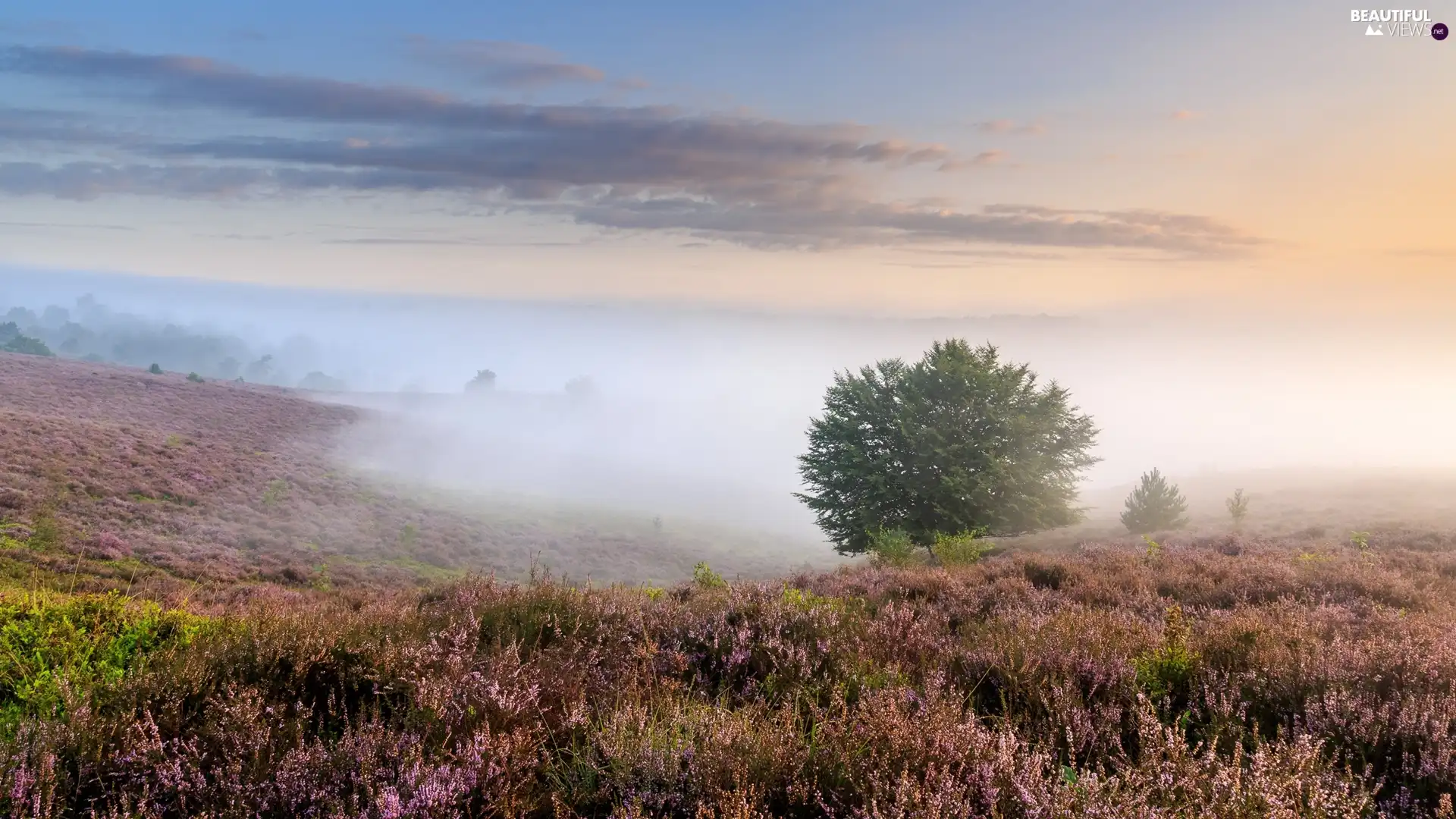 Fog, clouds, heath, trees, heathers