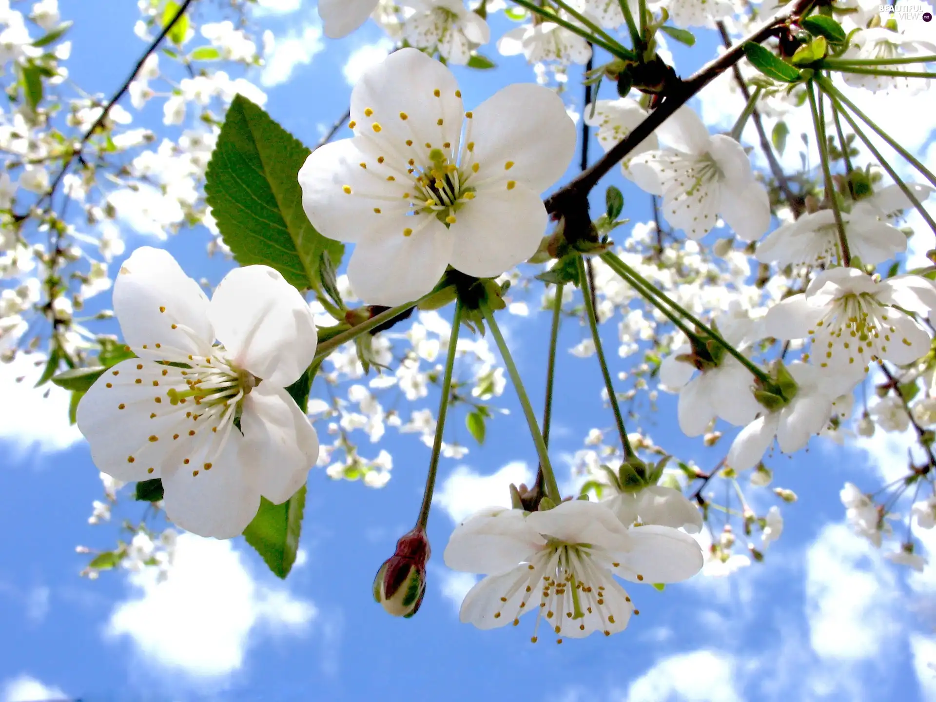 clouds, Flowers, kirsch