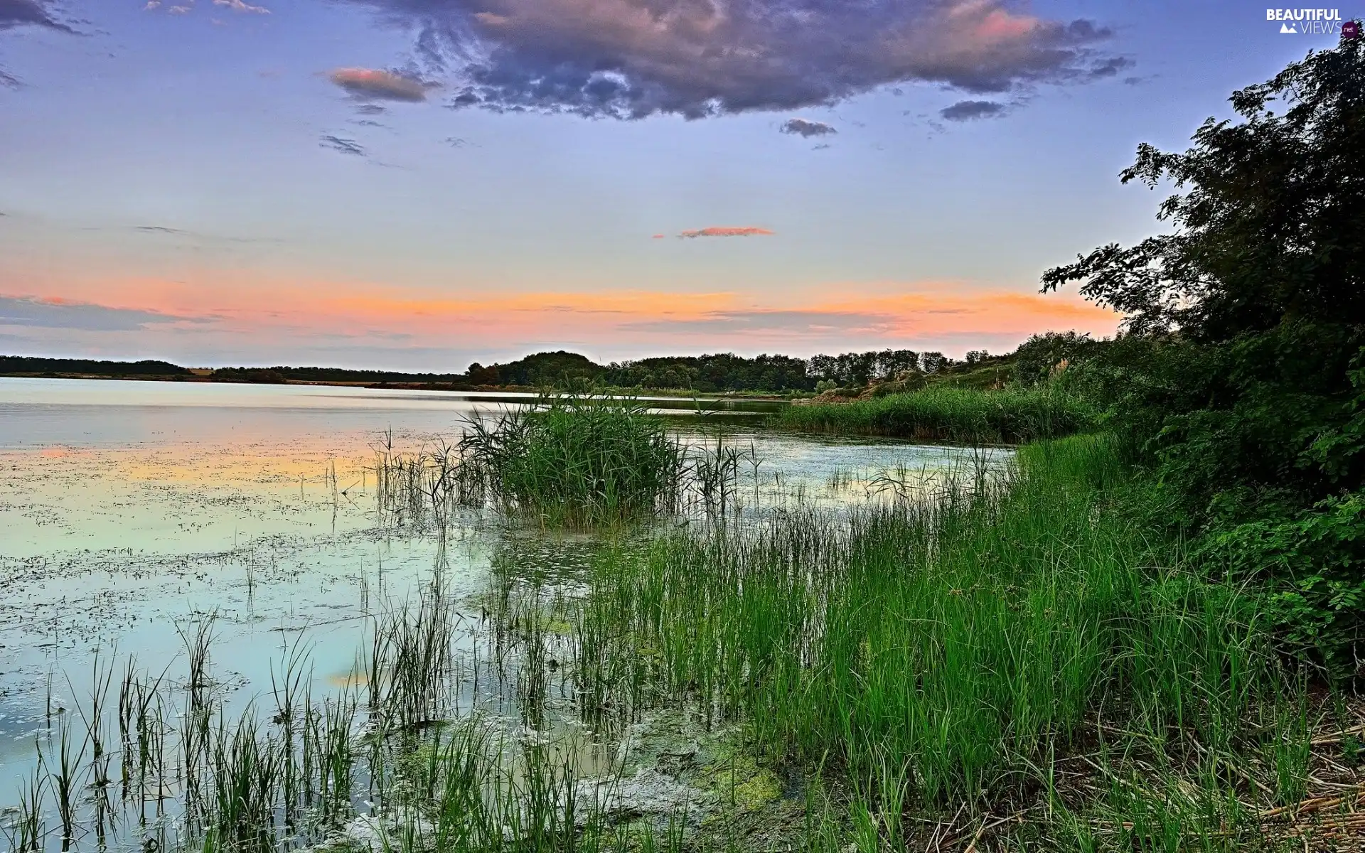 lake, grass, clouds, woods