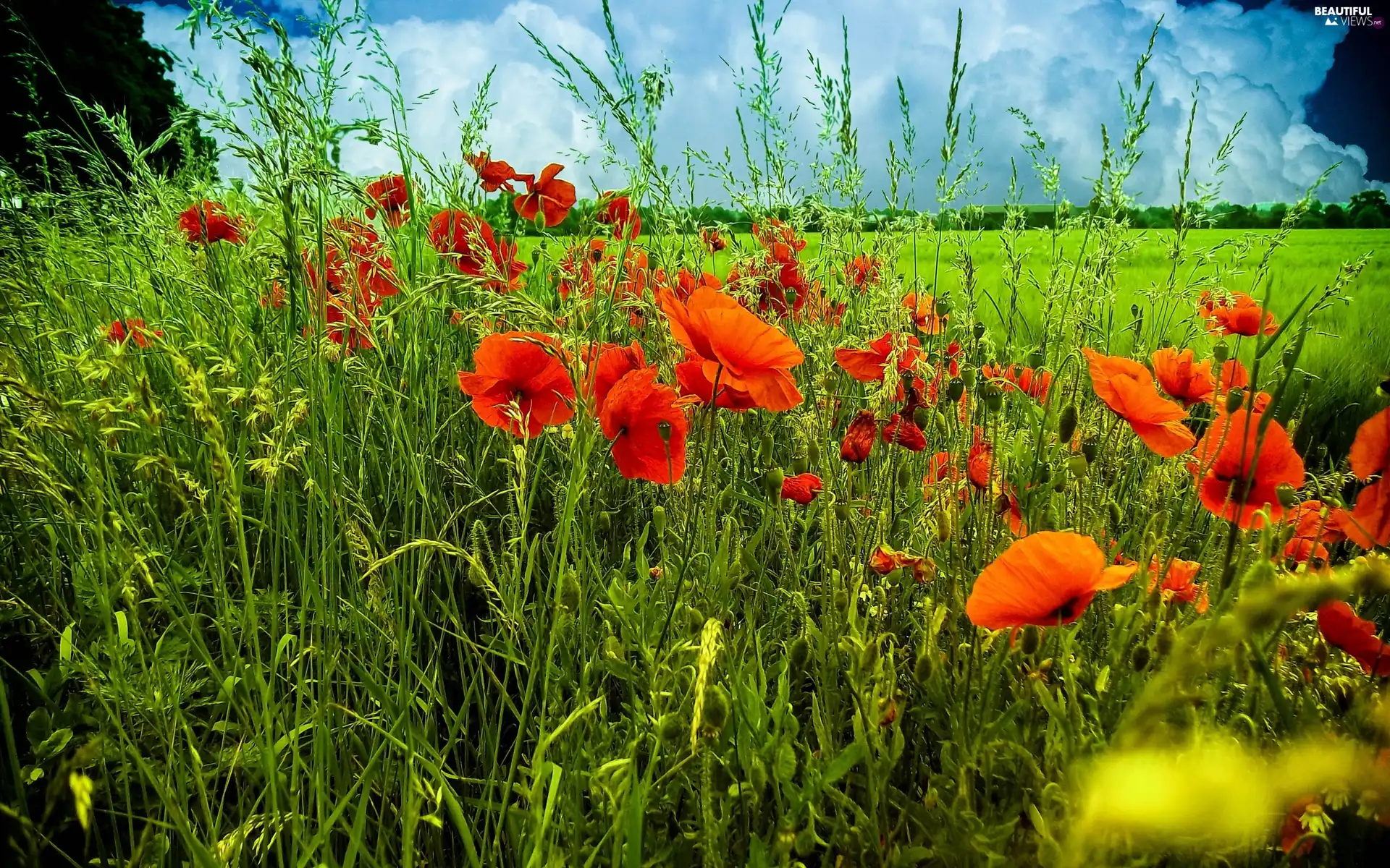 Meadow, grass, clouds, papavers