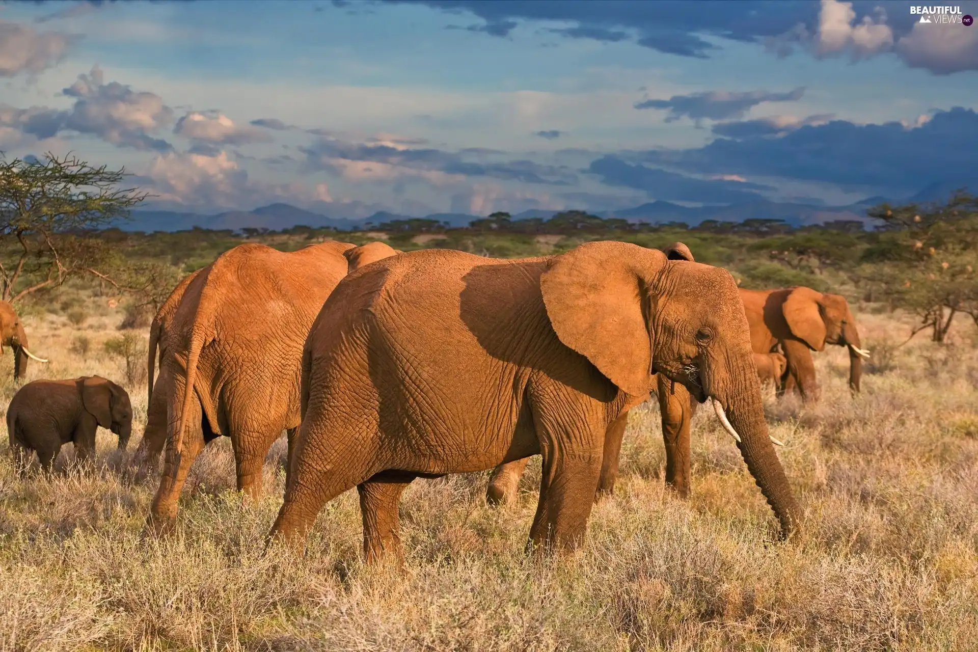 clouds, Elephants, savanna