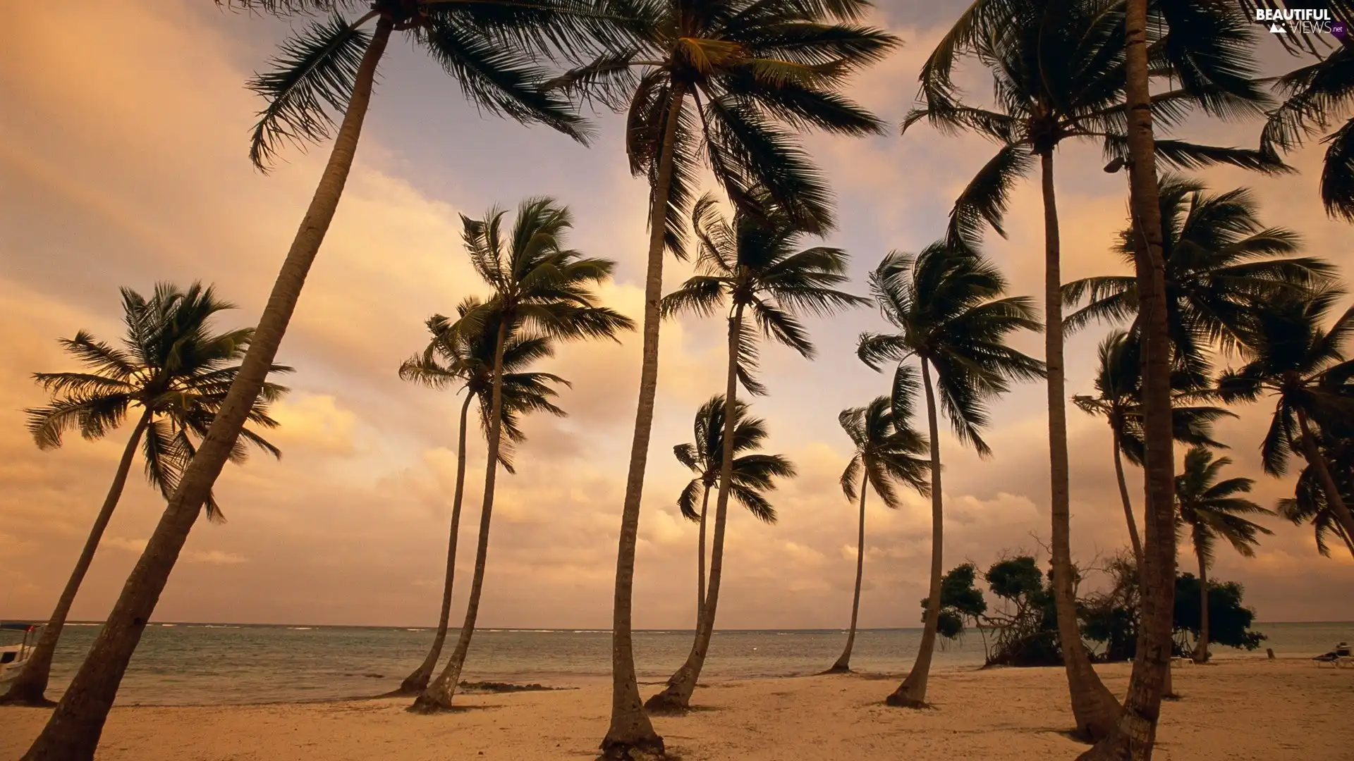 sea, Wind, clouds, Palms