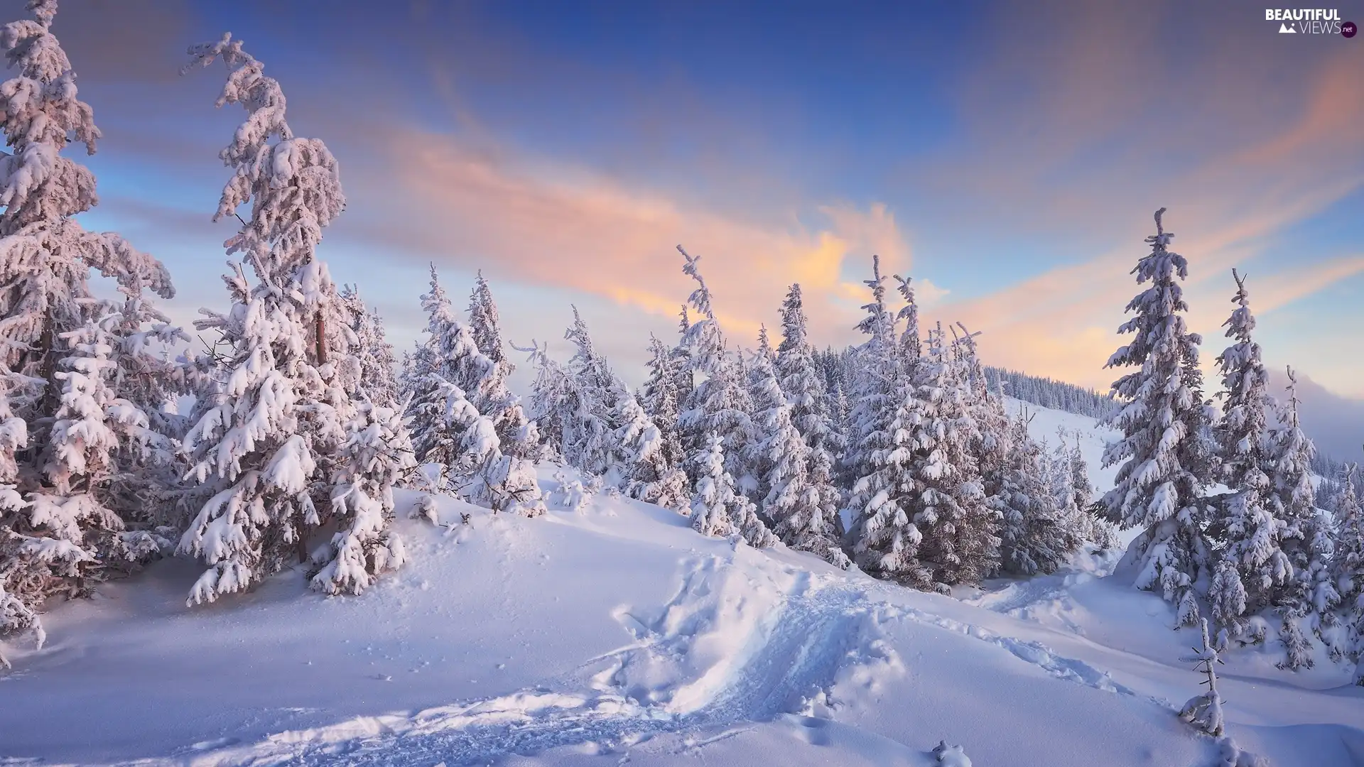 Spruces, winter, Path, clouds, snow, Snowy