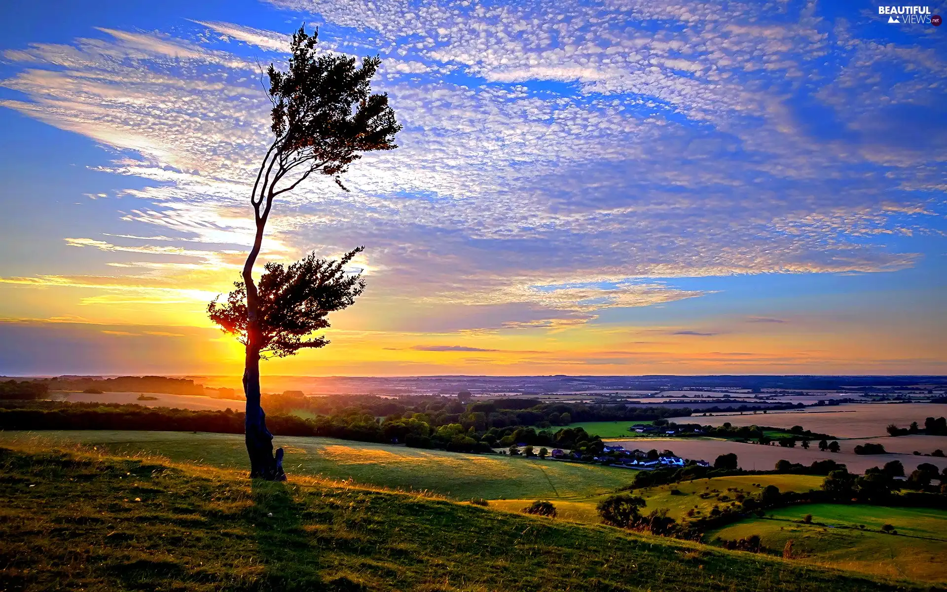 trees, clouds