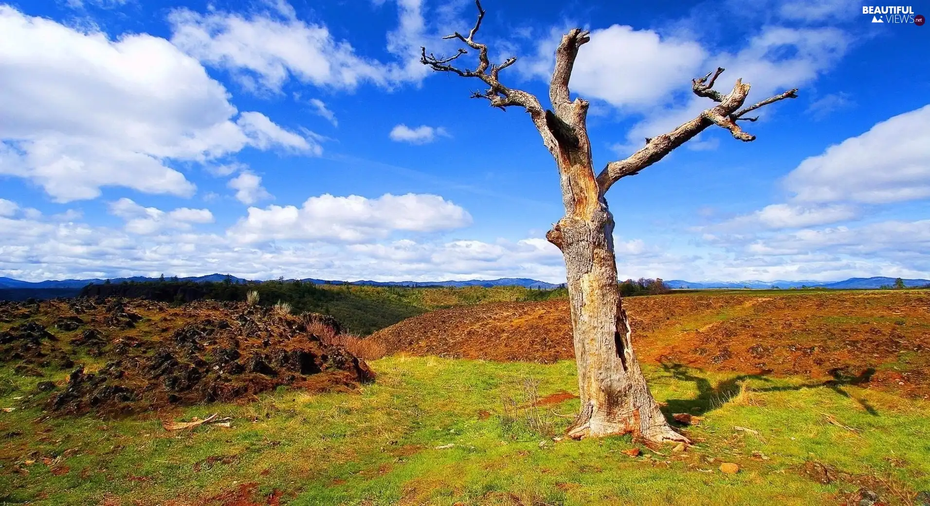 clouds, dry, trees