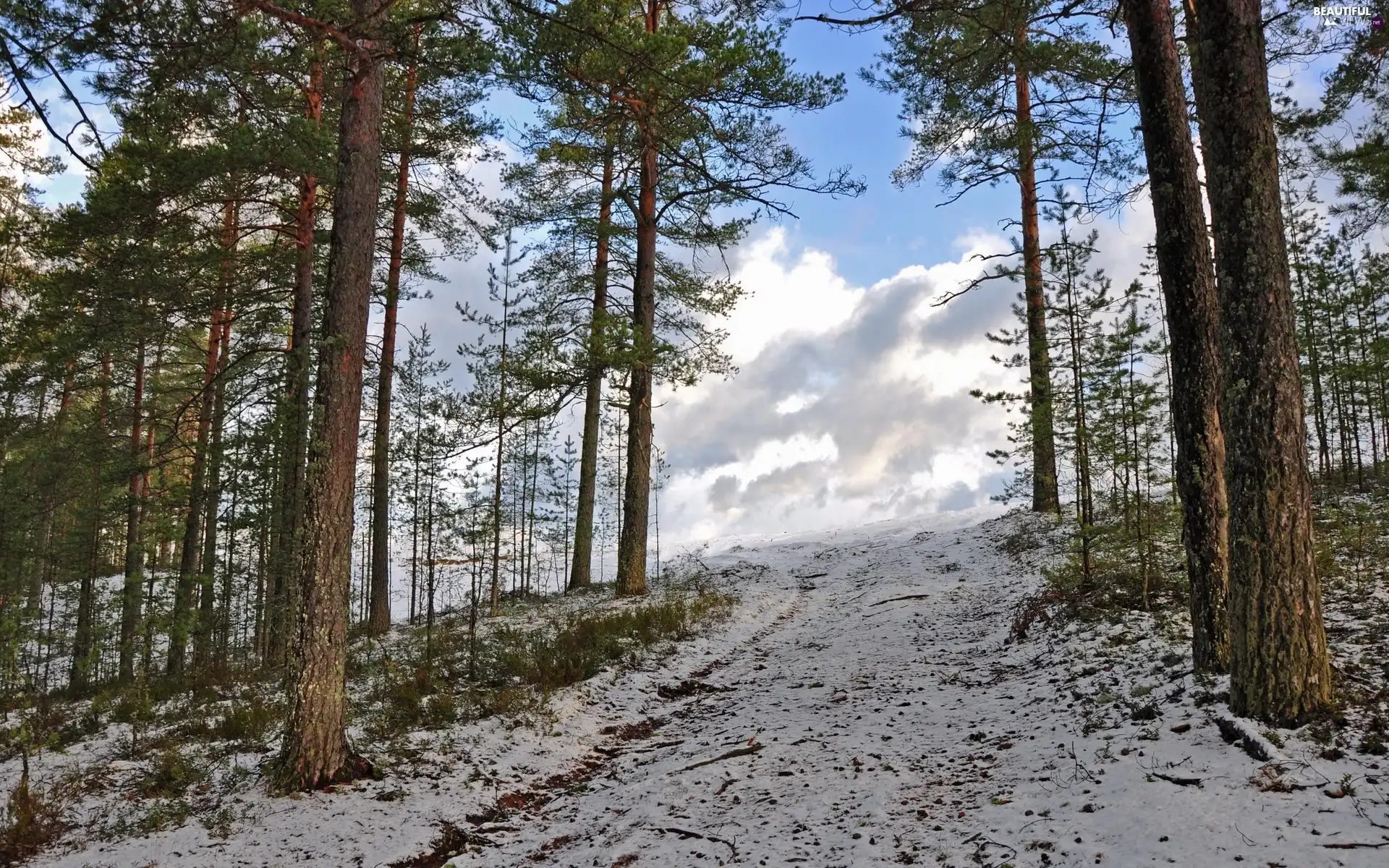 clouds, winter, trees, viewes, forest