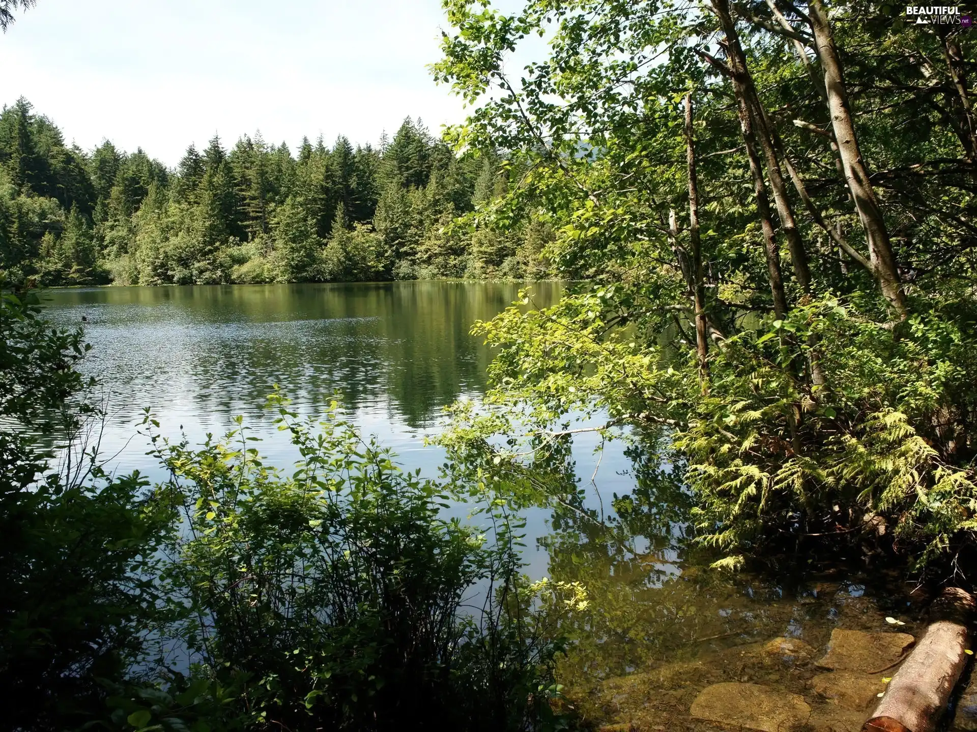 coast, lake, forest