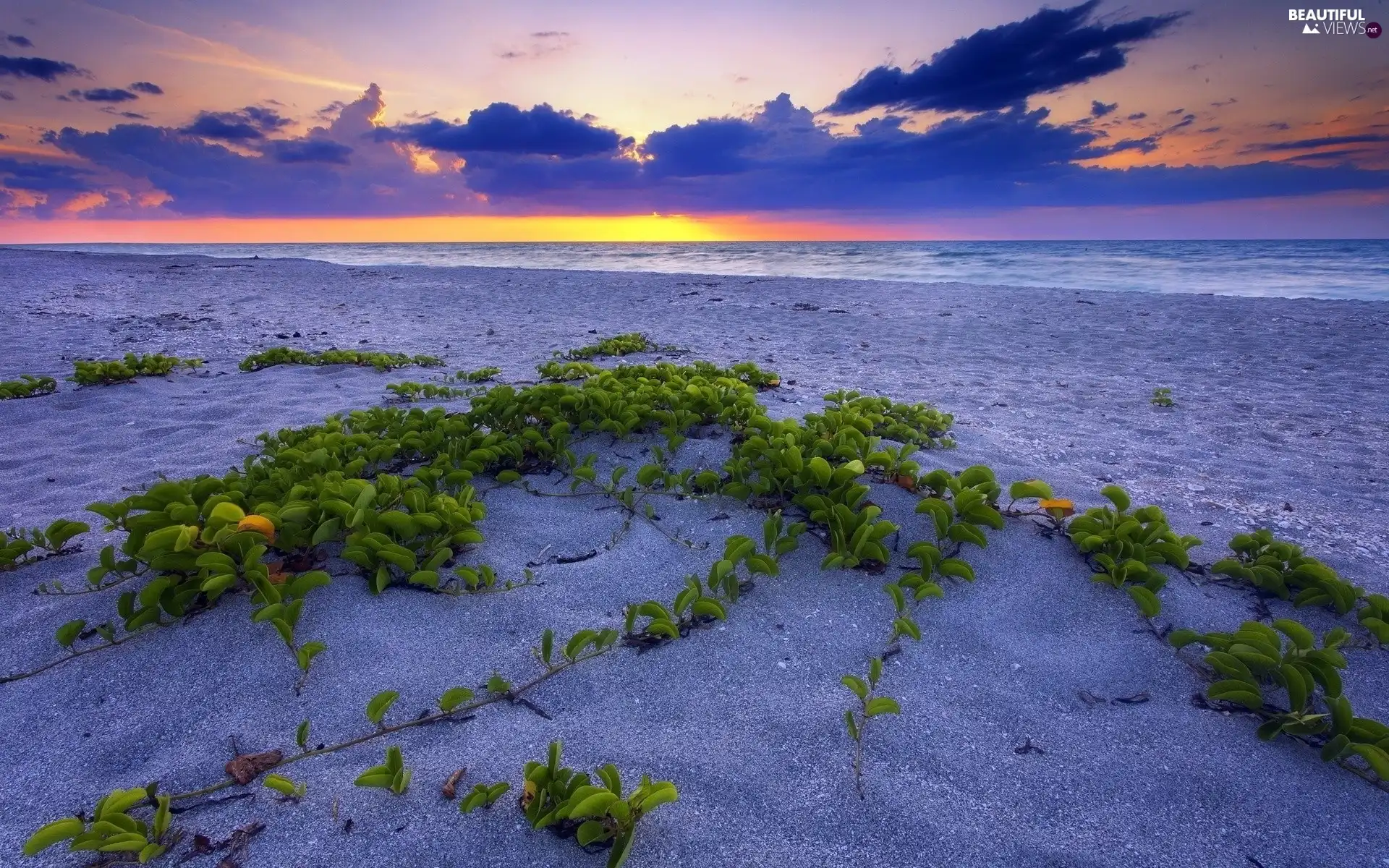 coast, Plants, sun, sea, east