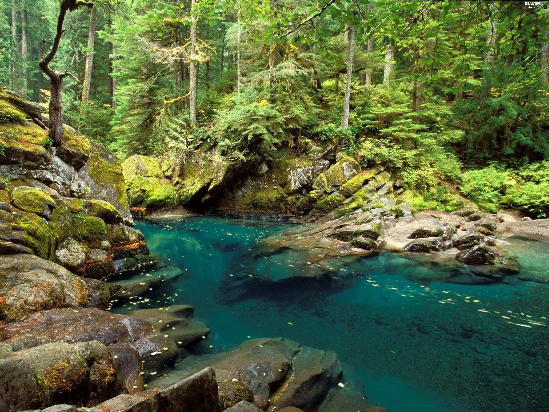 coastal, Stones, forest, brook, Green