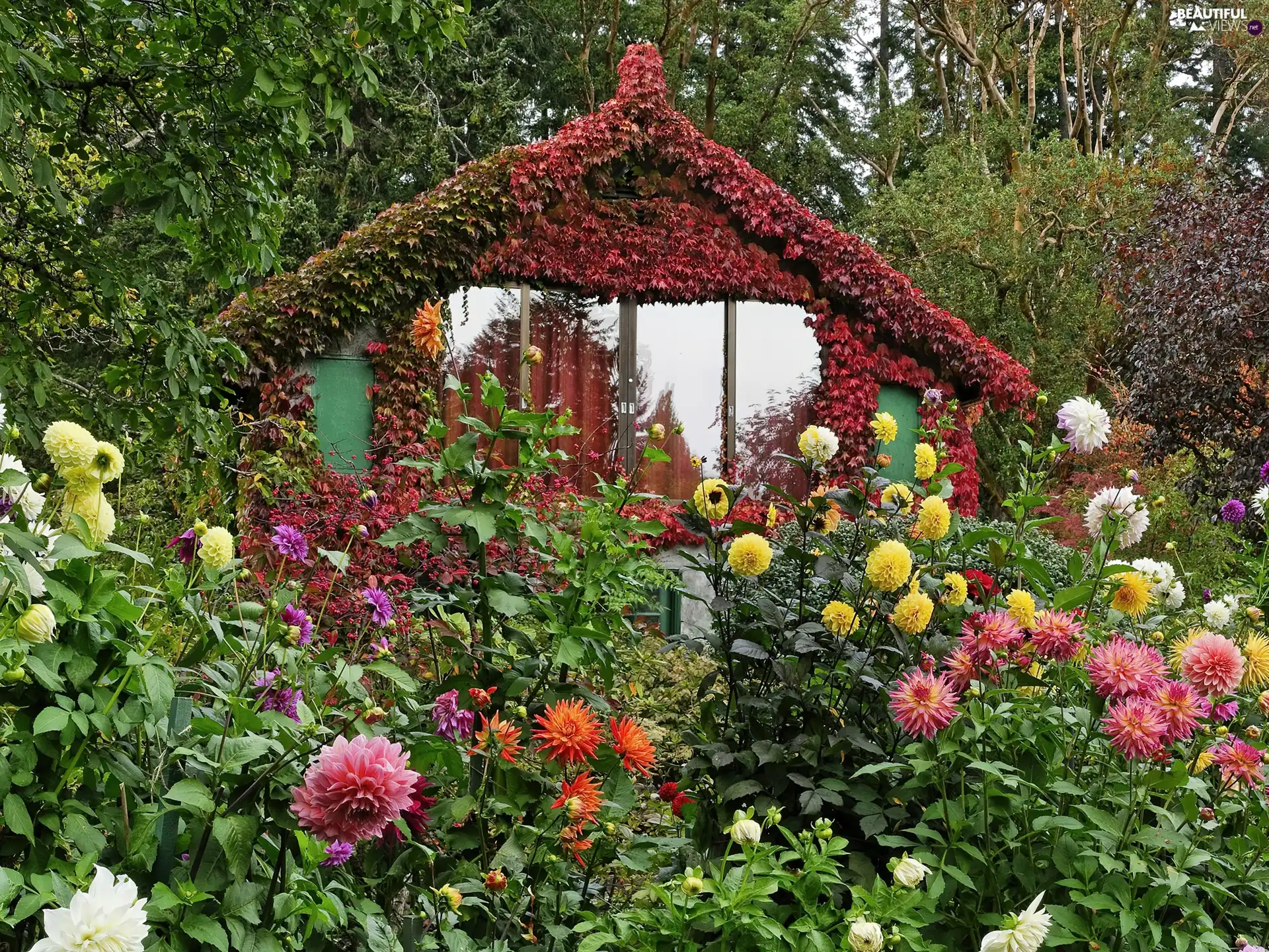 cottage, Flowers, Colombia, Garden