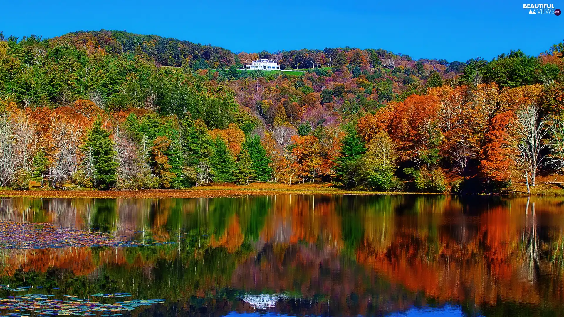 trees, autumn, color, Leaf, viewes, water