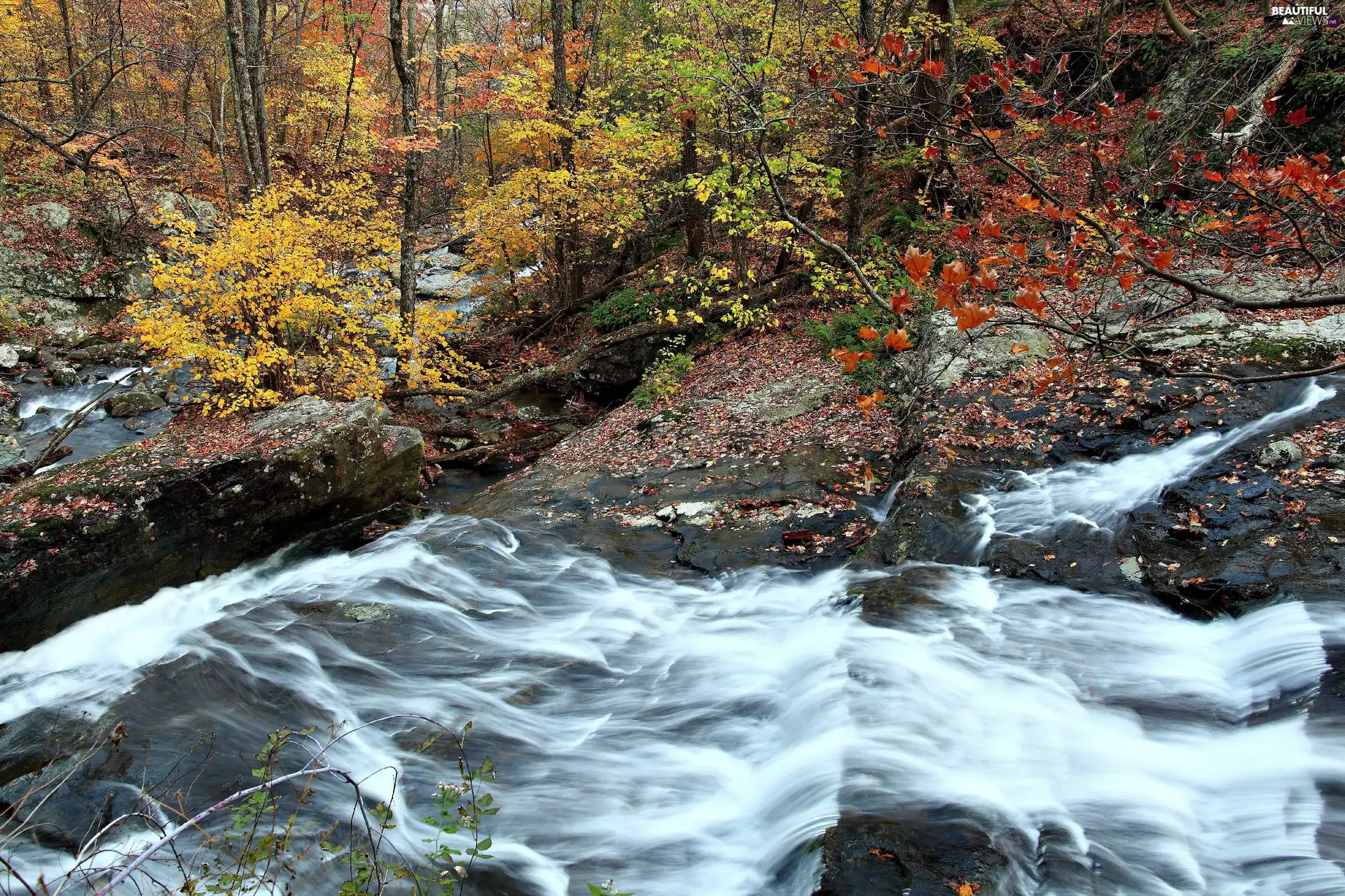 trees, tear, color, Leaf, viewes, River