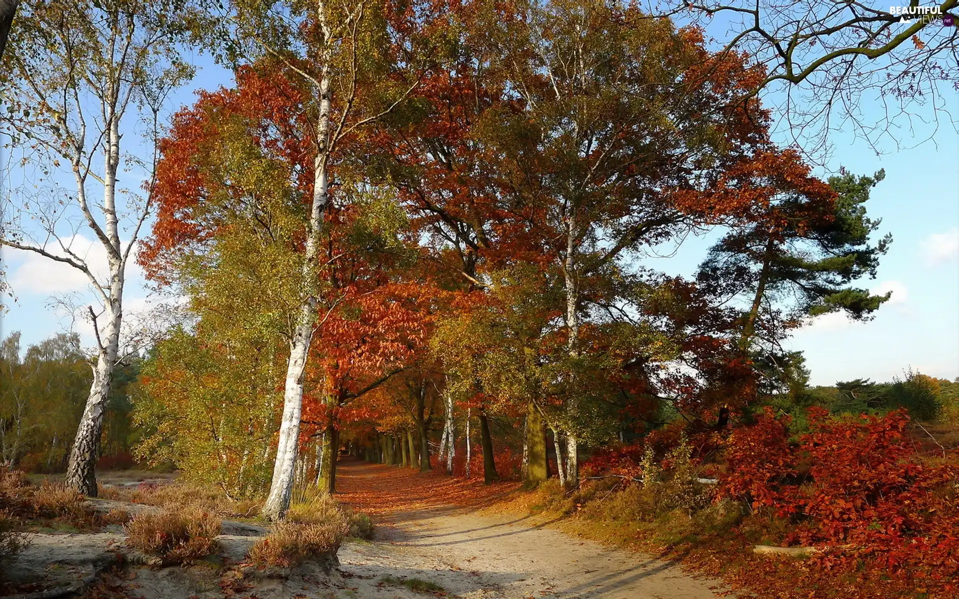 forest, trees, color, Leaf, Way, viewes