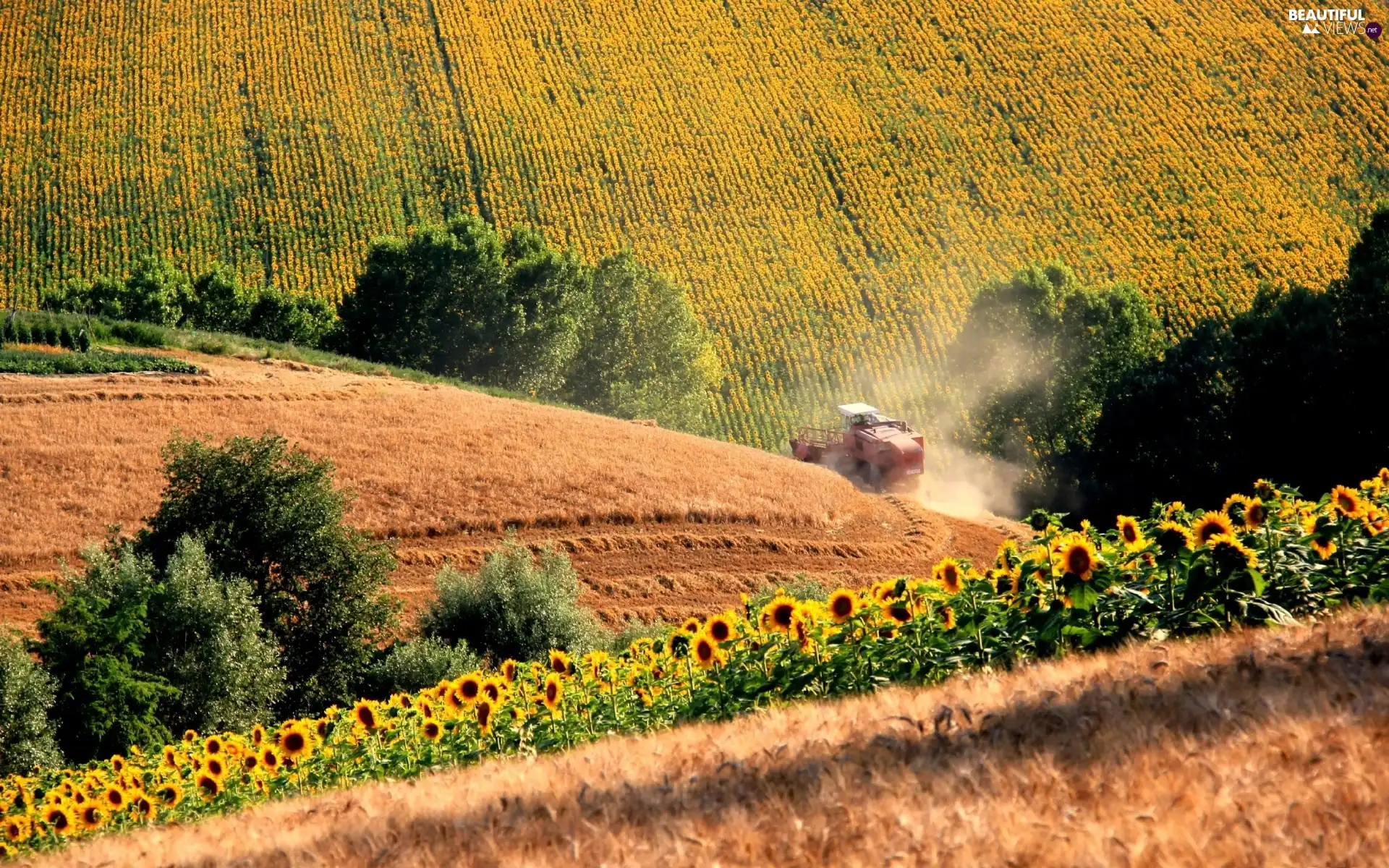 Nice sunflowers, Field, combine-harvester