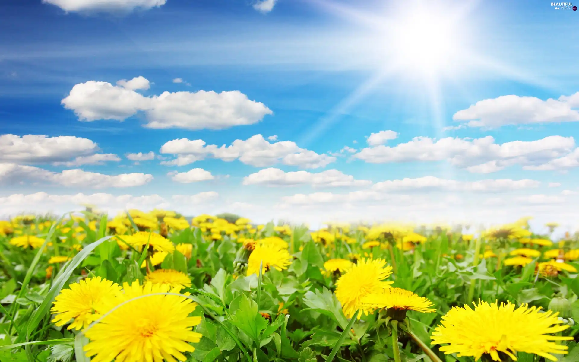 Spring, Sky, Common Dandelion, Meadow