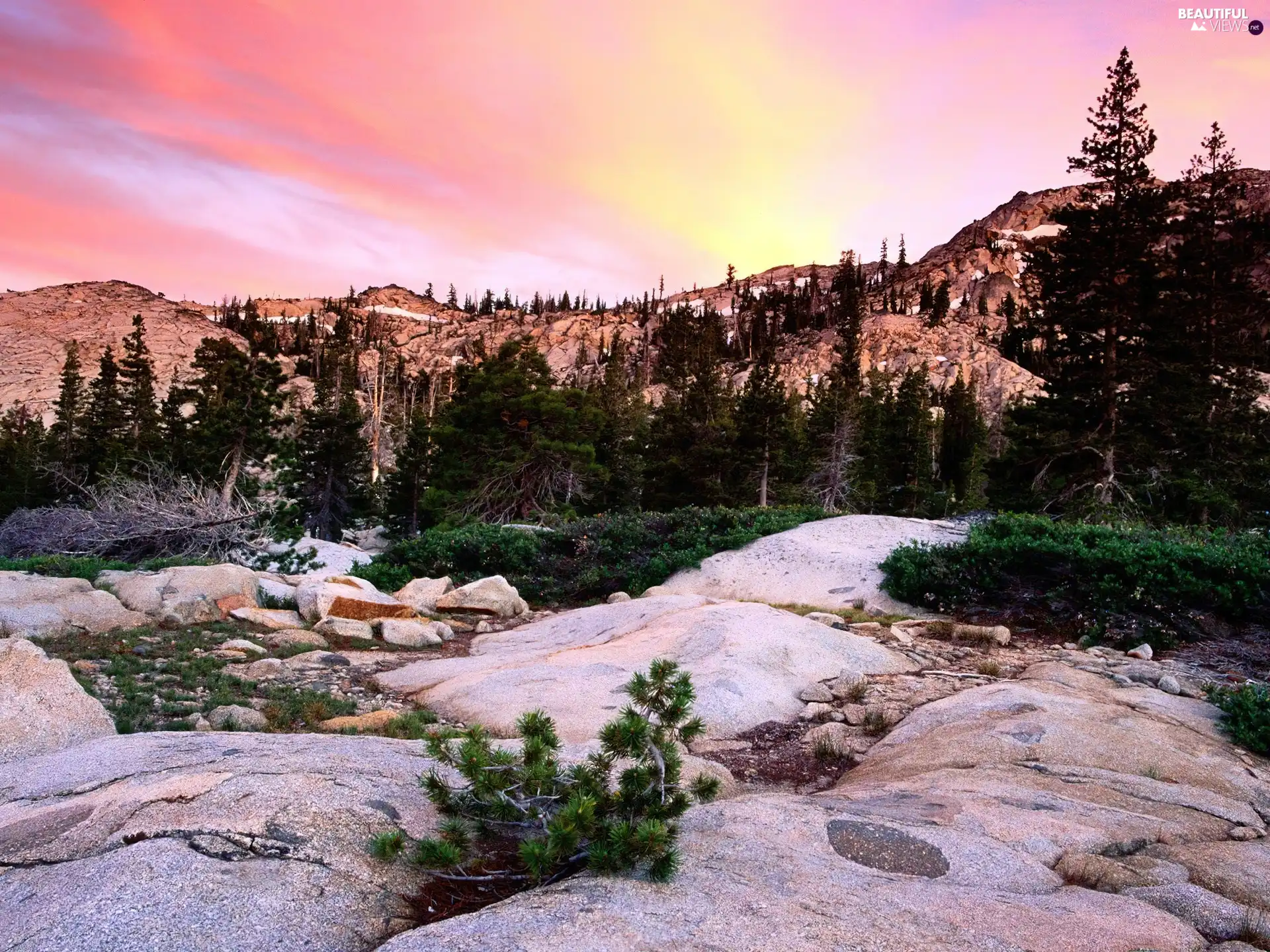 Conifers, rocks, Mountains, green ones, peaks