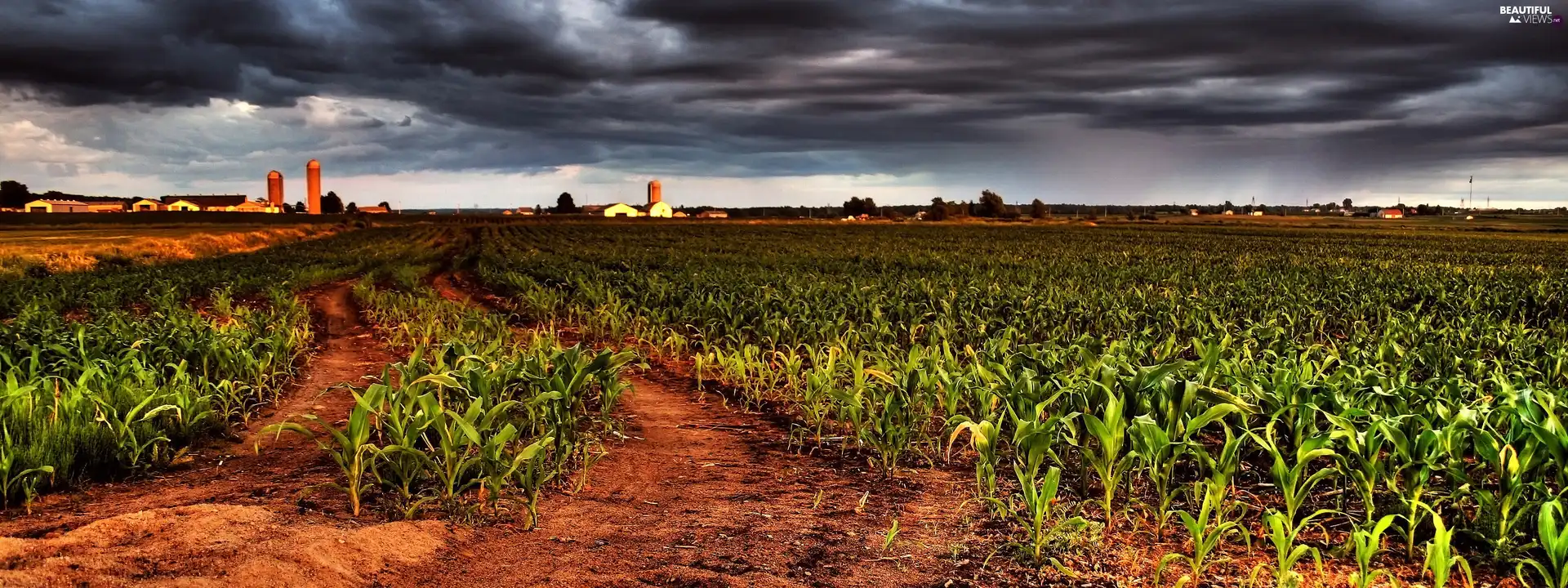 Sky, cultivation, corn-cob, clouds