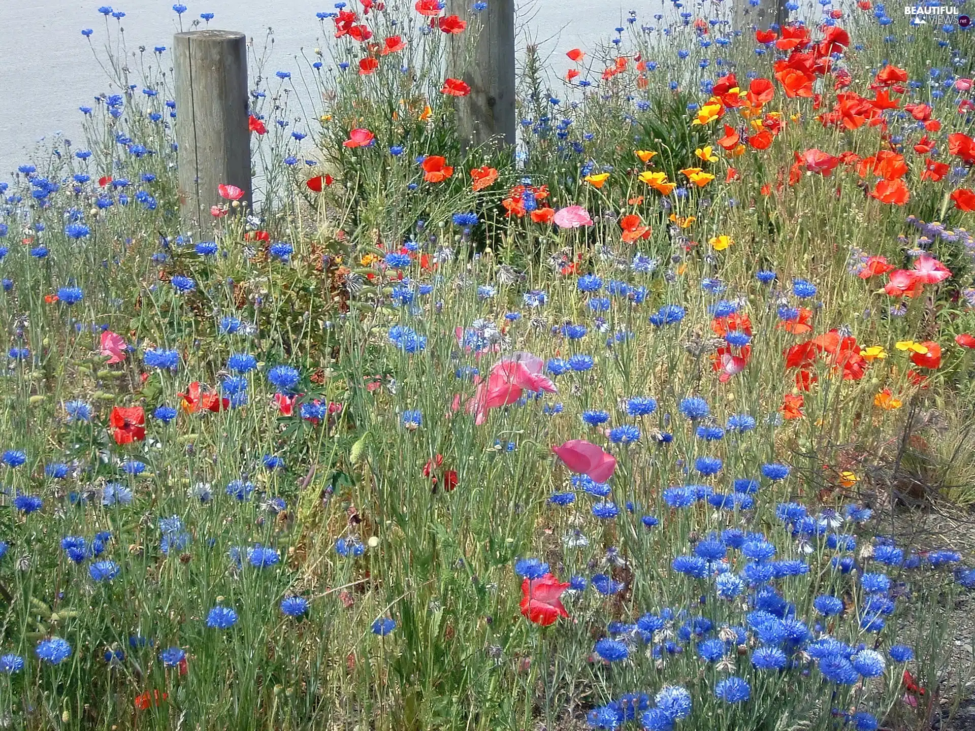 cornflowers, Meadow, papavers