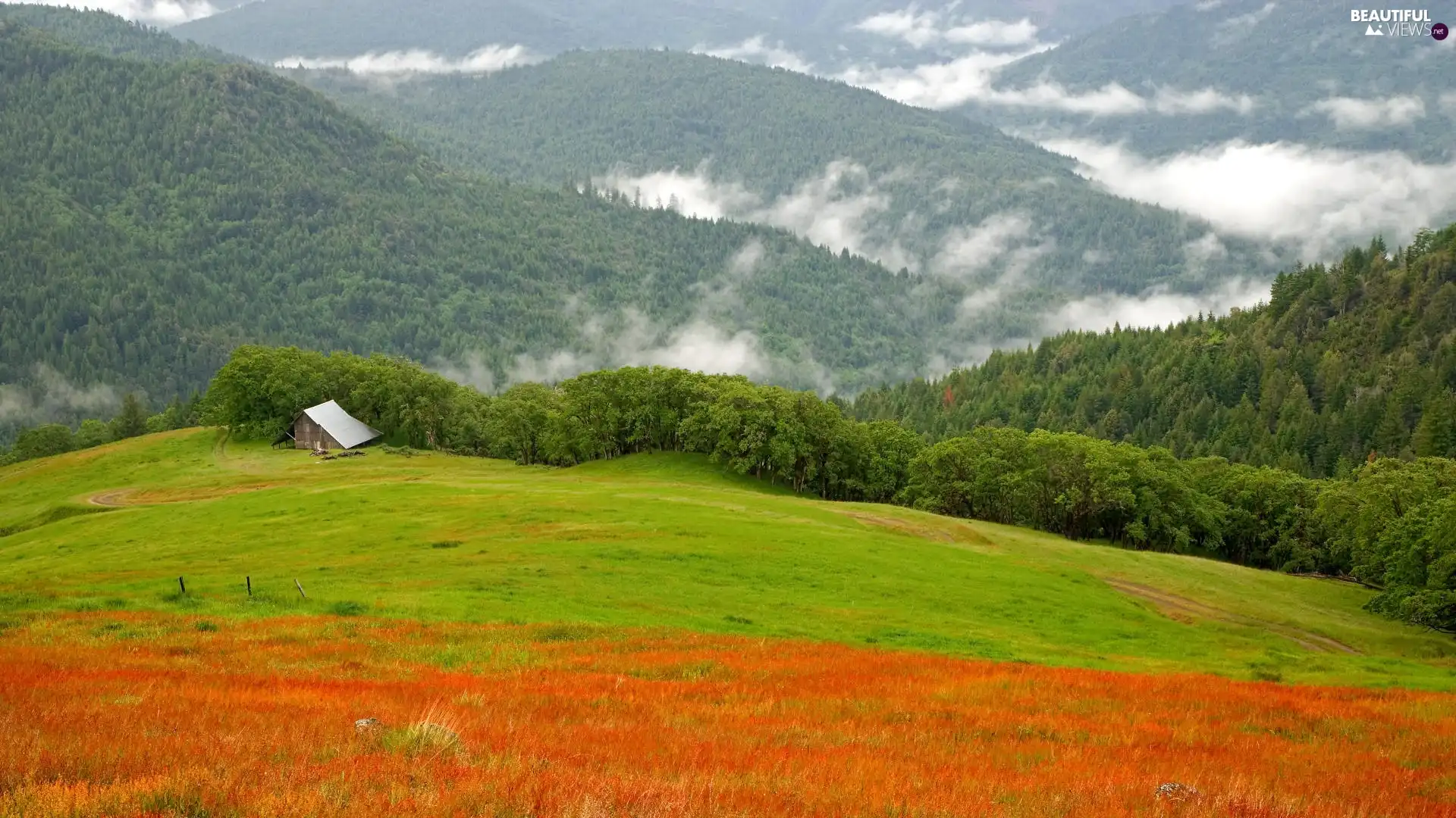 green ones, woods, cote, The Hills