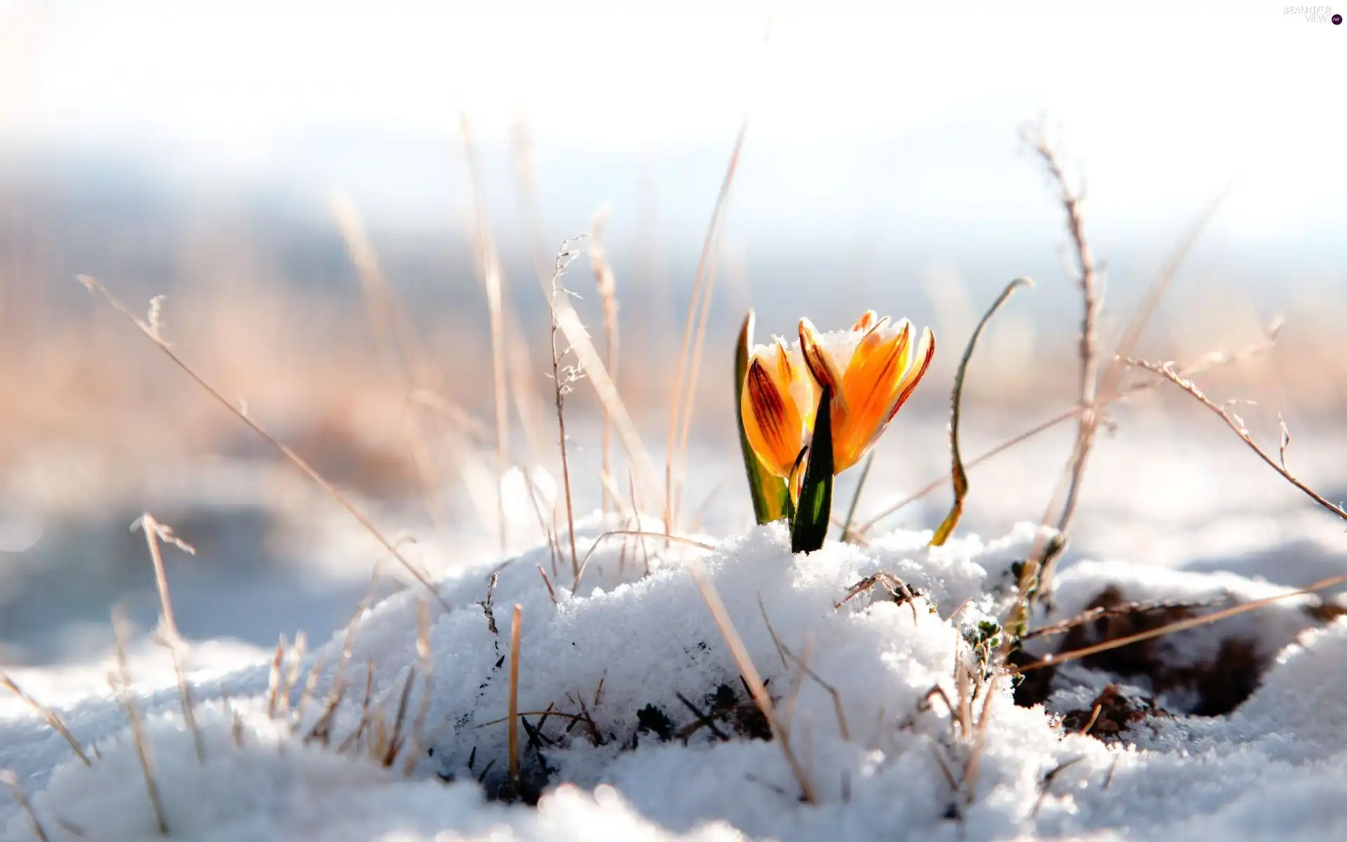 crocus, snow, Yellow