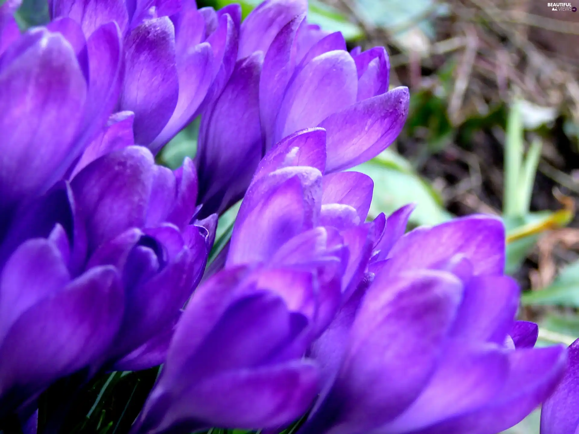 crocuses, nature, Flowers