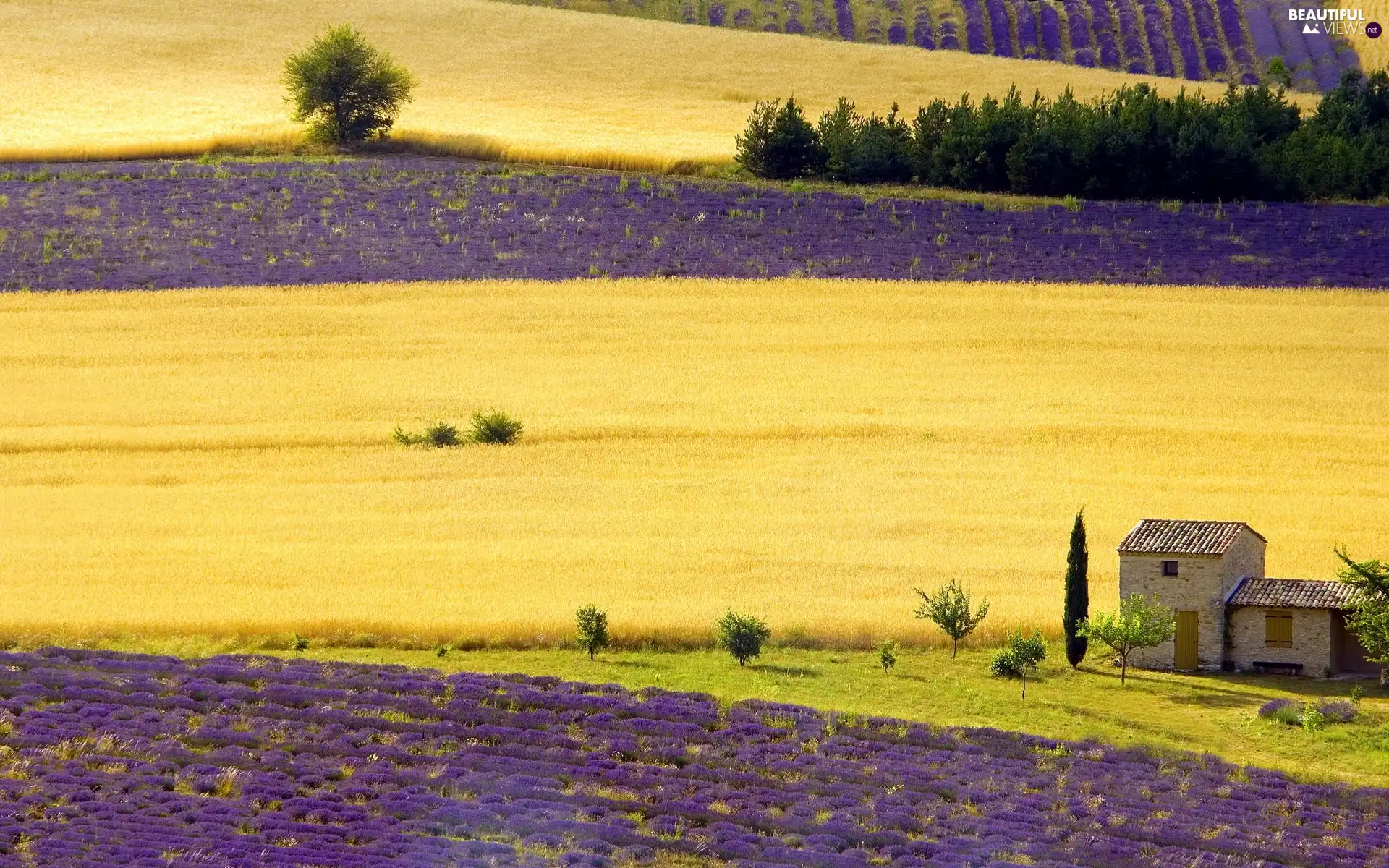 cultivation, Field, lavender - Beautiful views wallpapers: 1920x1200