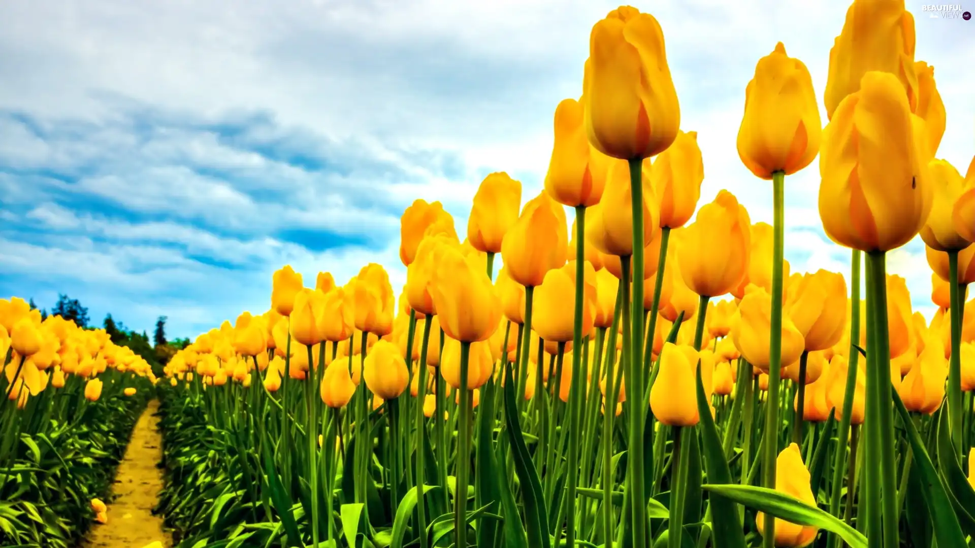 cultivation, Yellow, Tulips