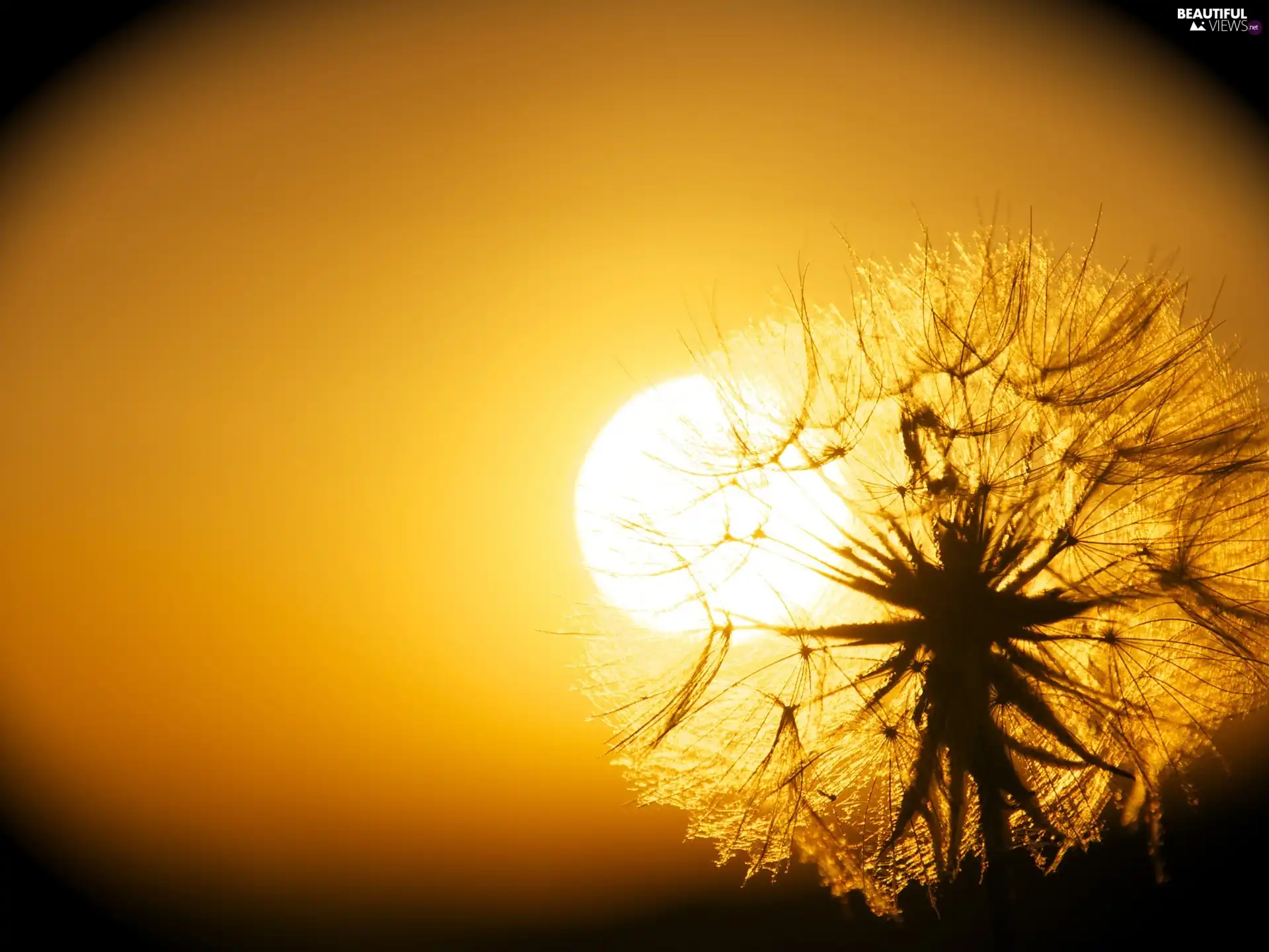 dandelion, west, sun