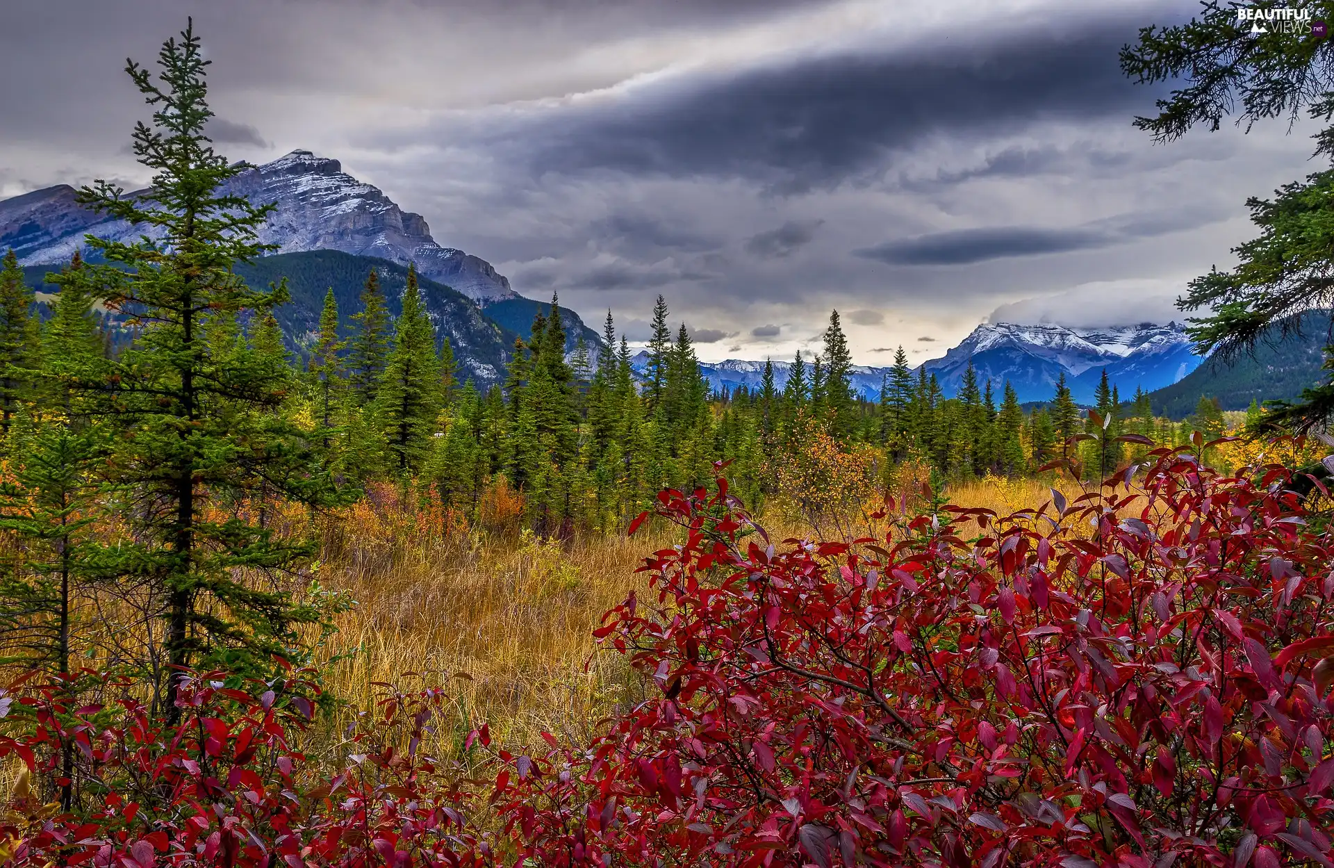 color, Plants, autumn, Mountains, clouds, viewes, trees, dark