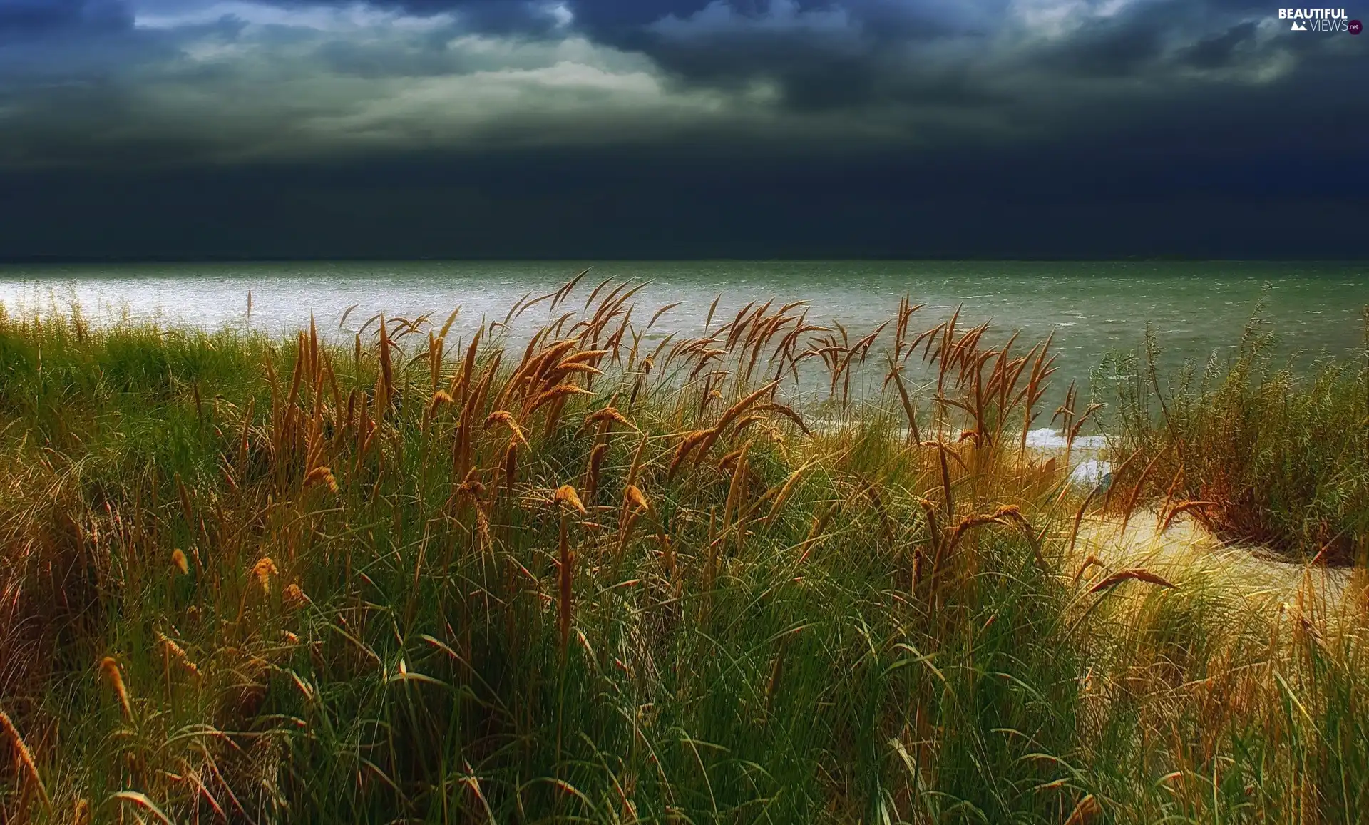 dark, clouds, high, grass, Coast