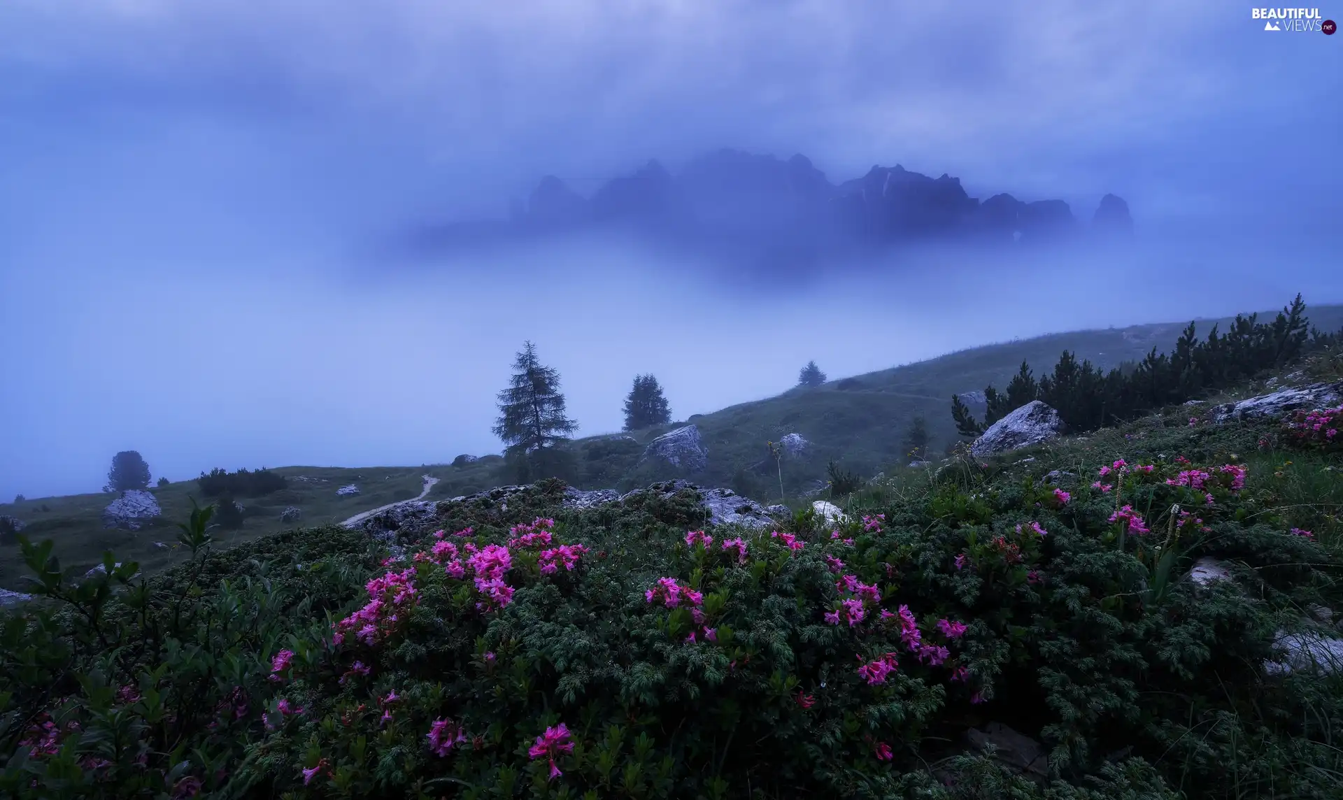 Val Gardena Valley, Fog, Rhododendron, rocks, Dolomites, Italy, viewes, Mountains, trees