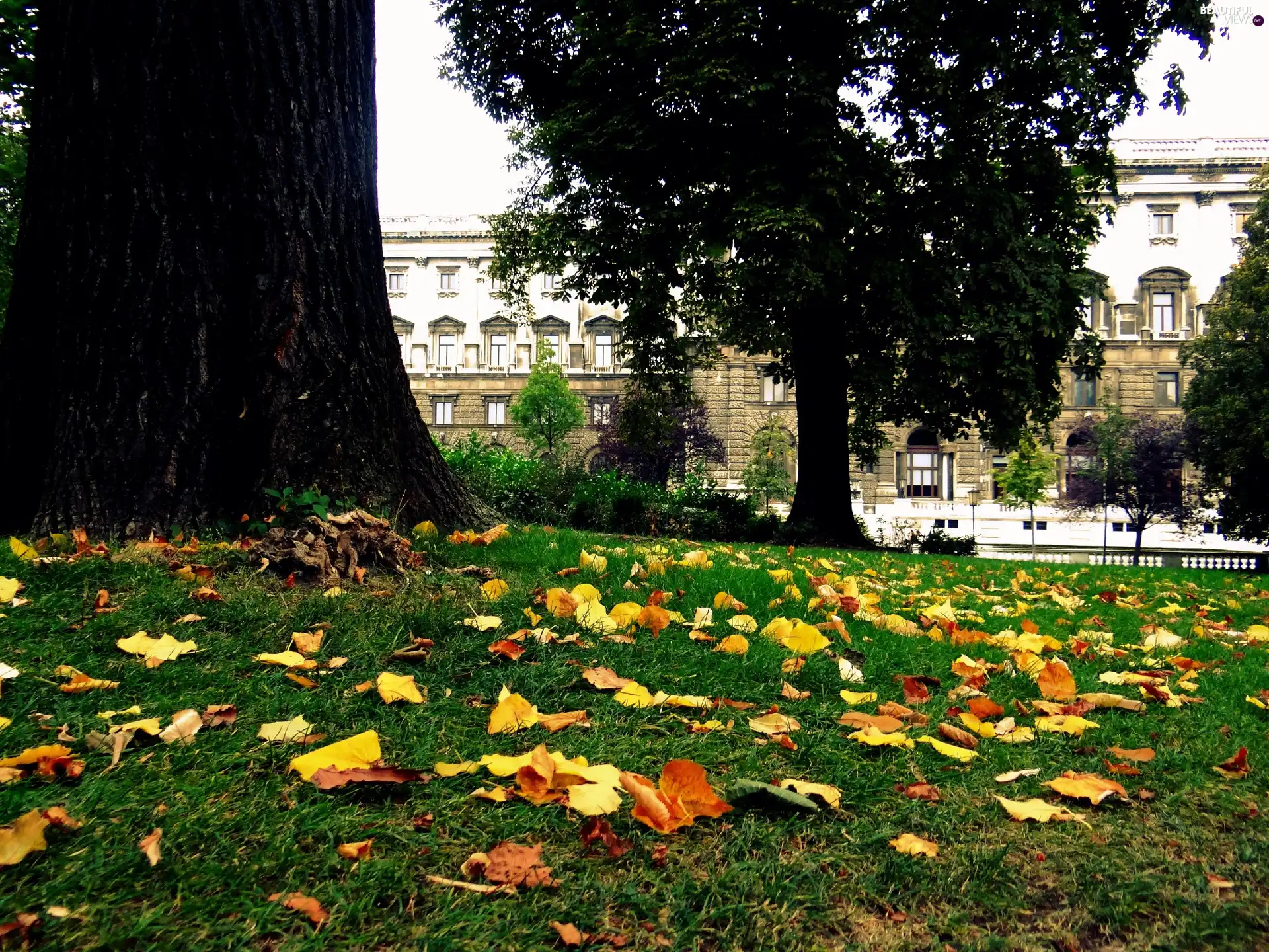 downturn of, Leaf, trees, viewes, autumn