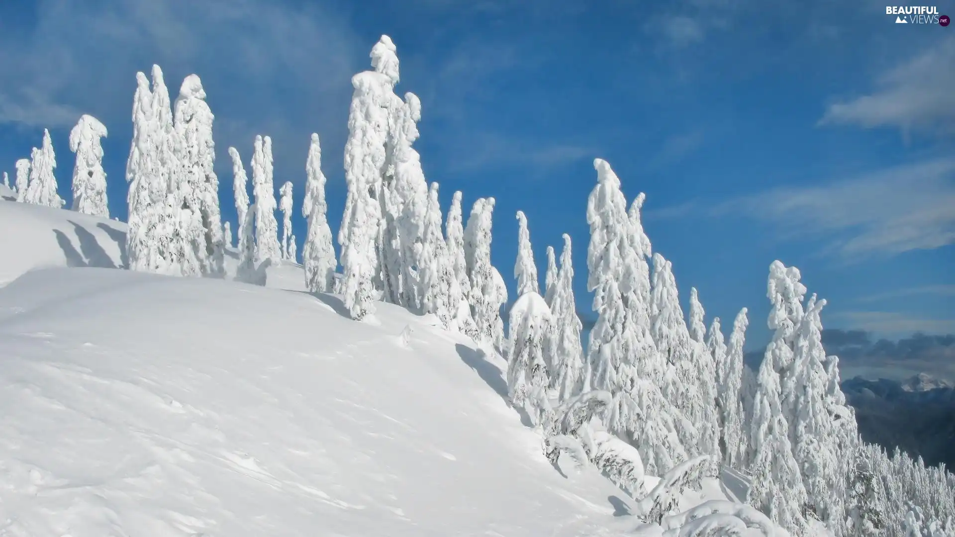 drifts, Frost, coniferous, snow, forest